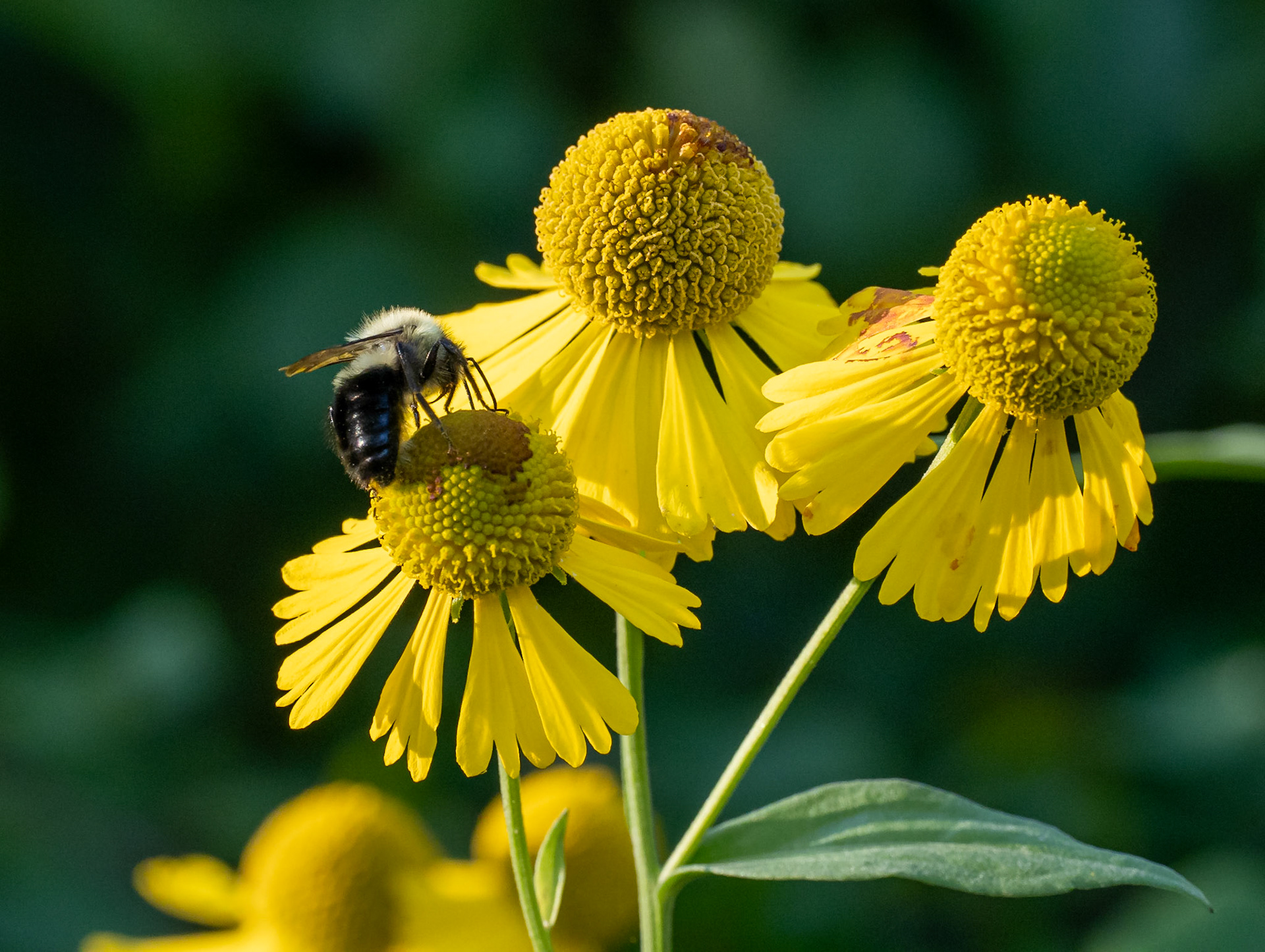 Sneezeweed with bee