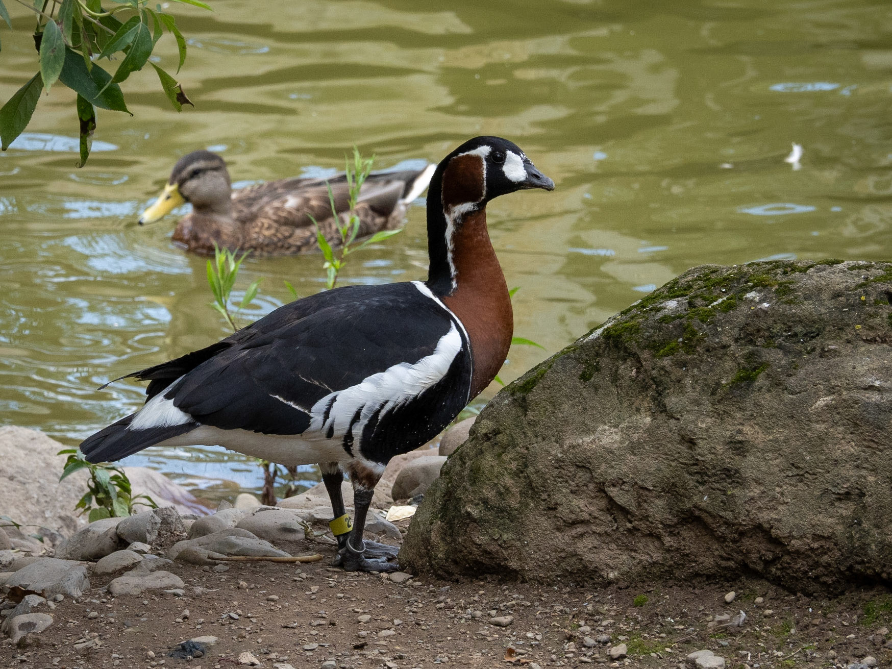 Red-breasted goose