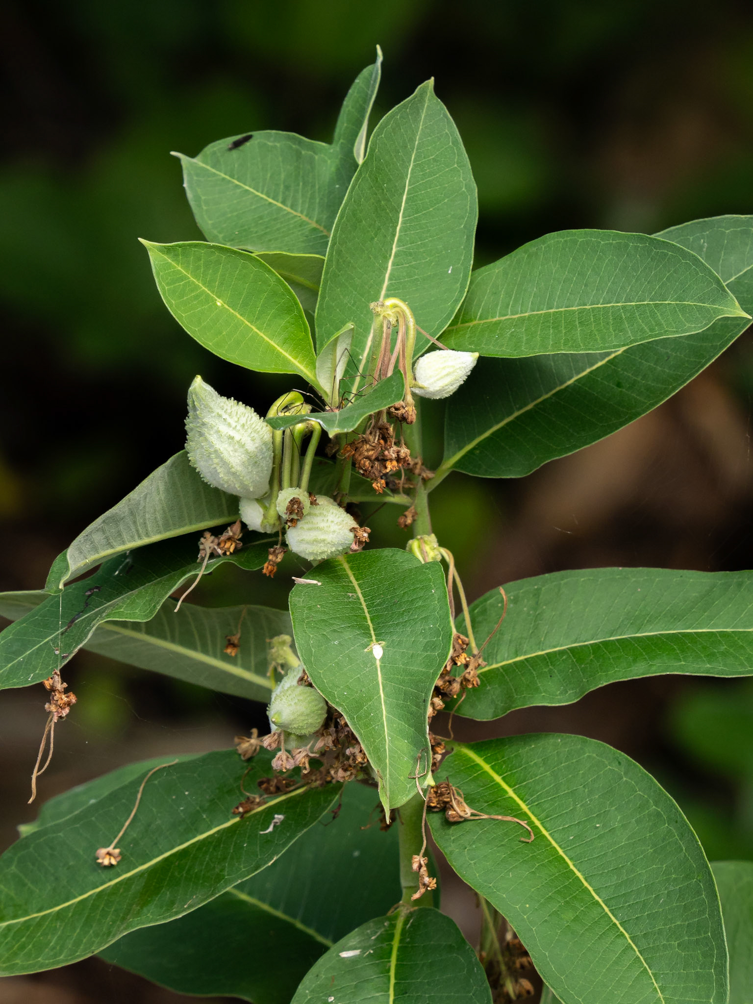 milkweed