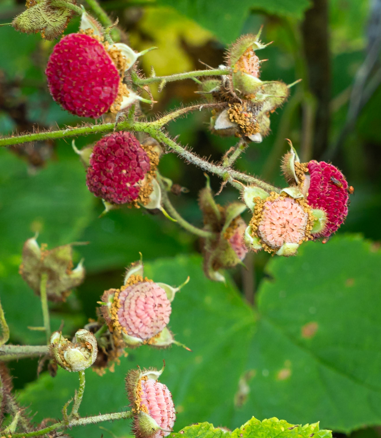 purple flowering raspberry
