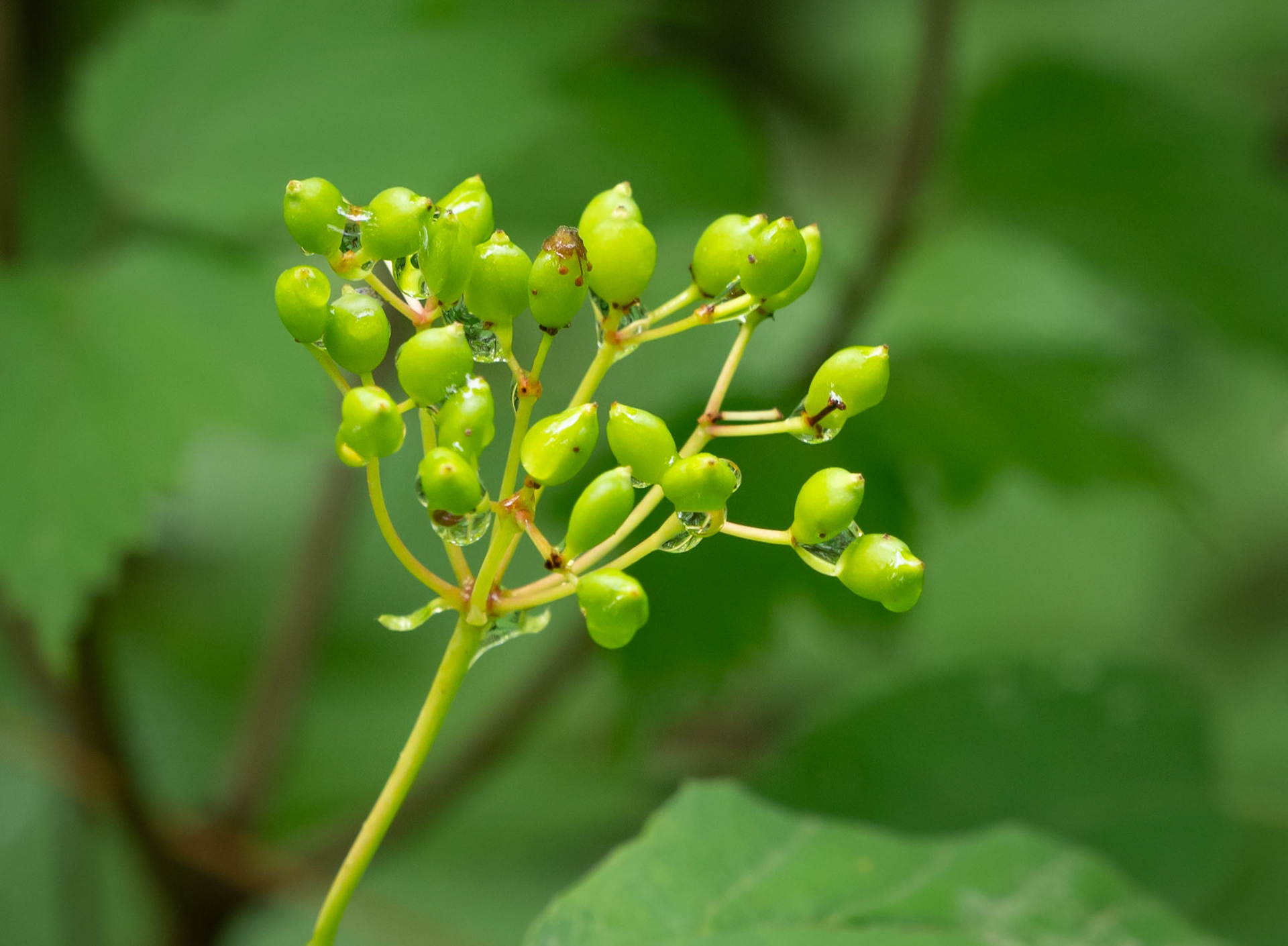 mapleleaf viburnum