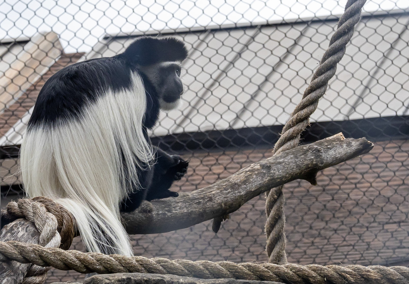 Kolbus monkey