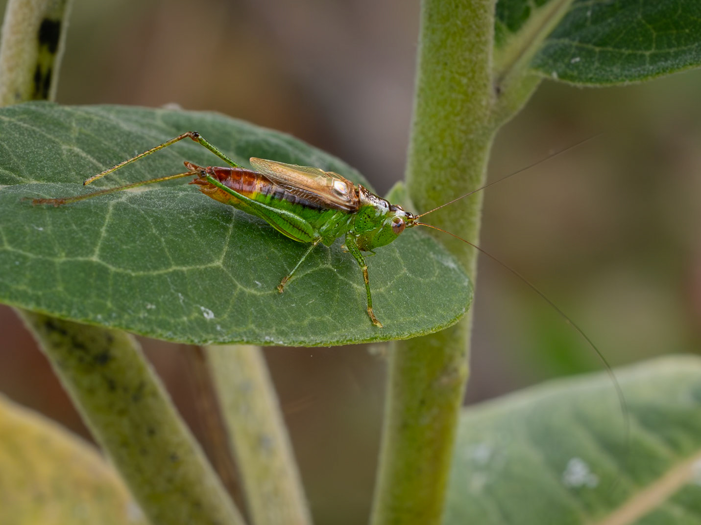 short-winged conehead (?)