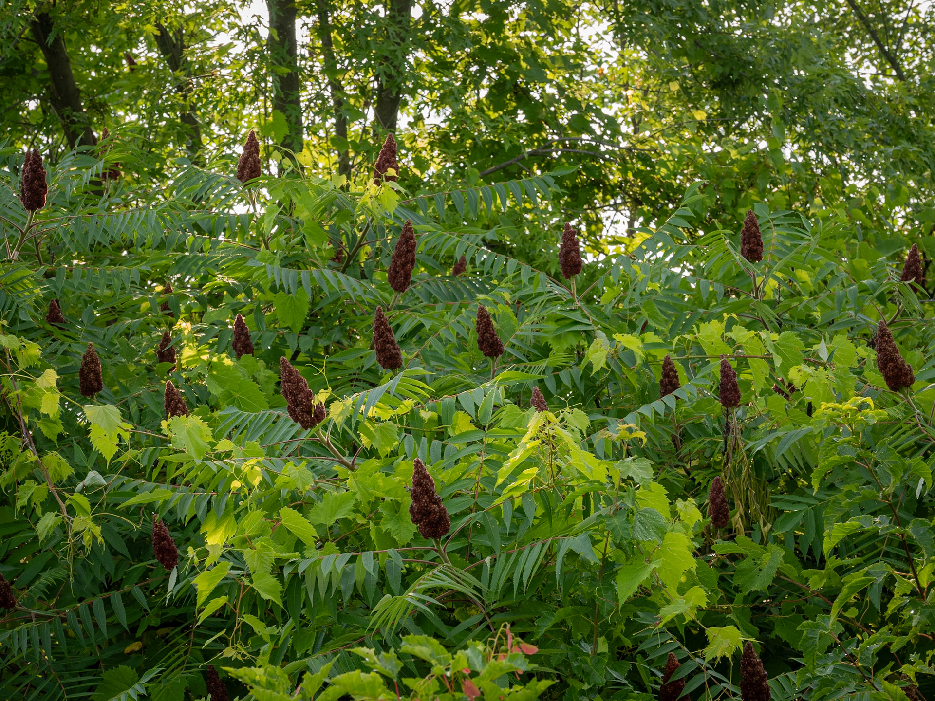 staghorn sumac