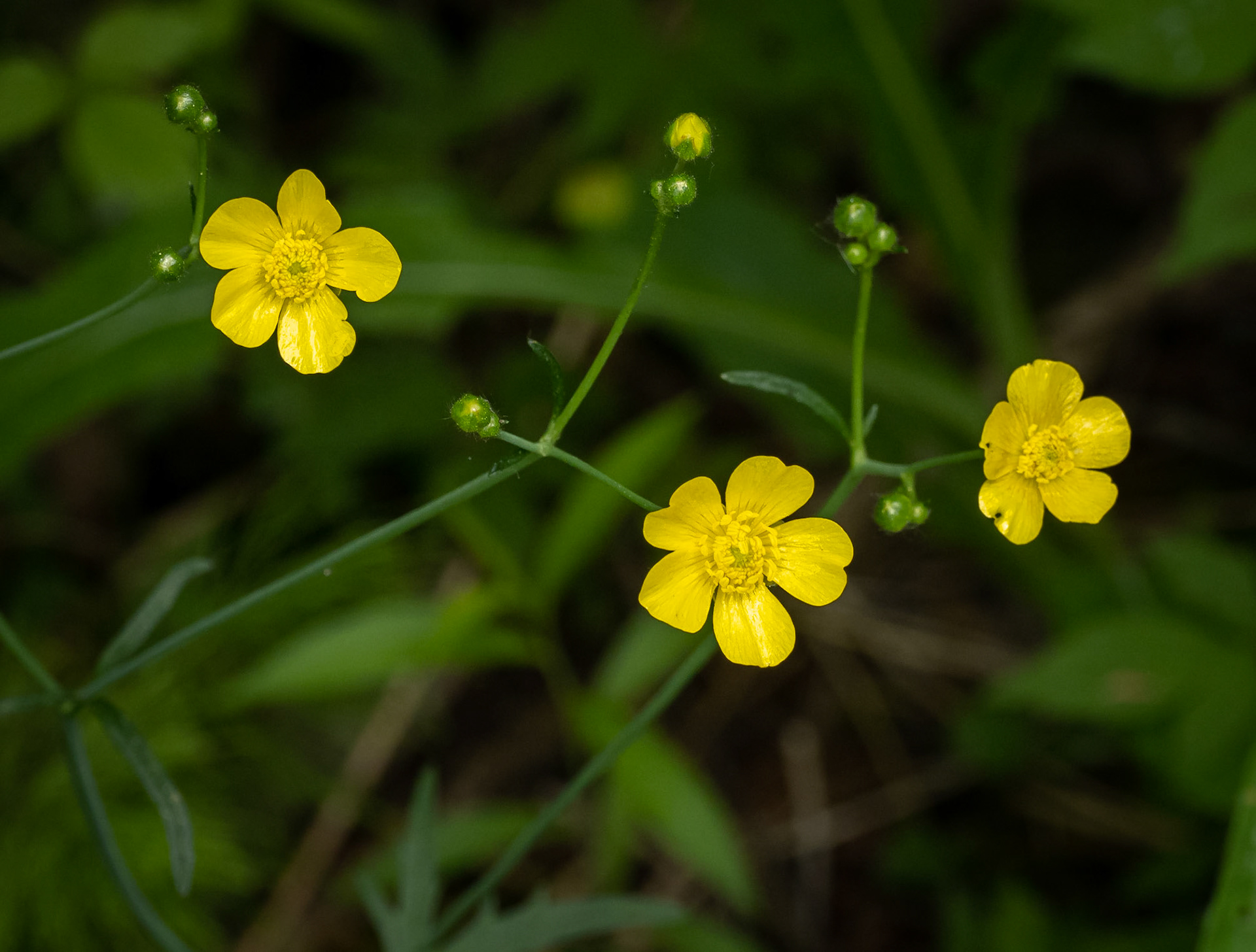 Buttercup