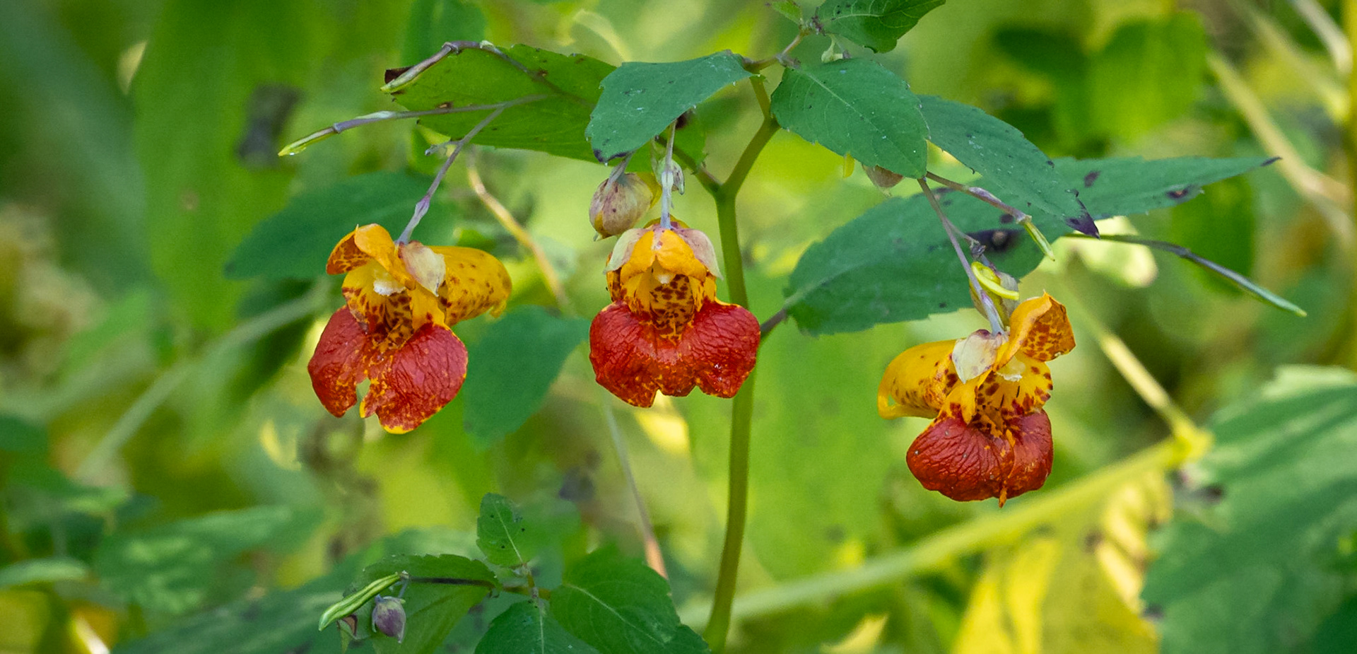 Impatiens, Touch-me-not