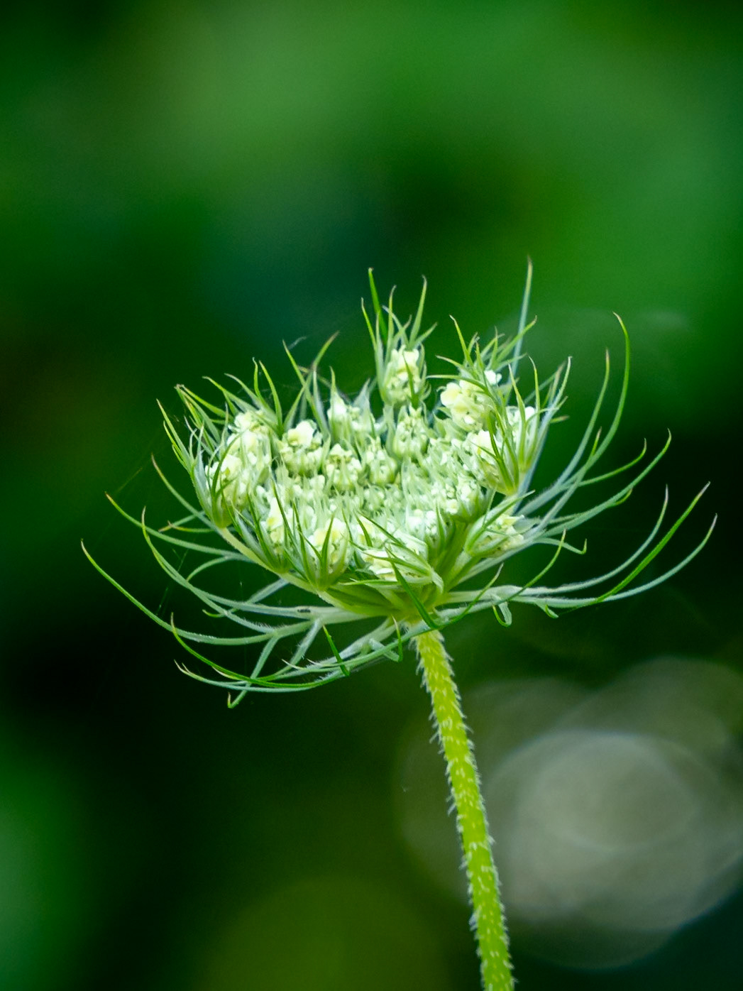 Queen Anne's Lace
