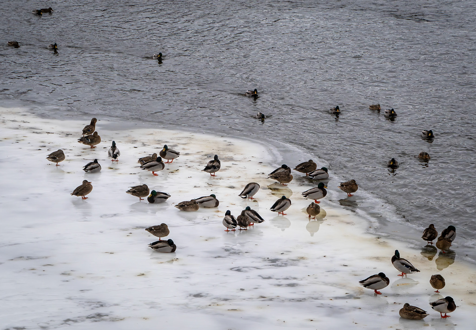 mallards