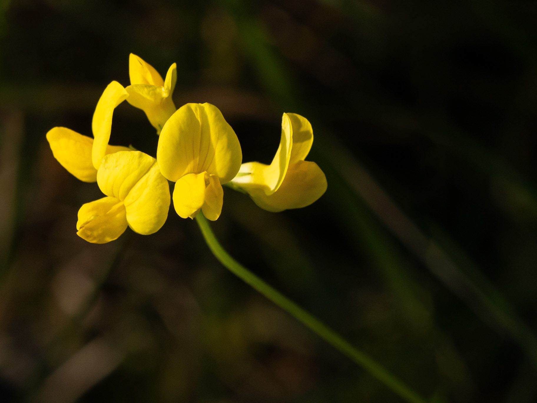 Bird's foot trefoil