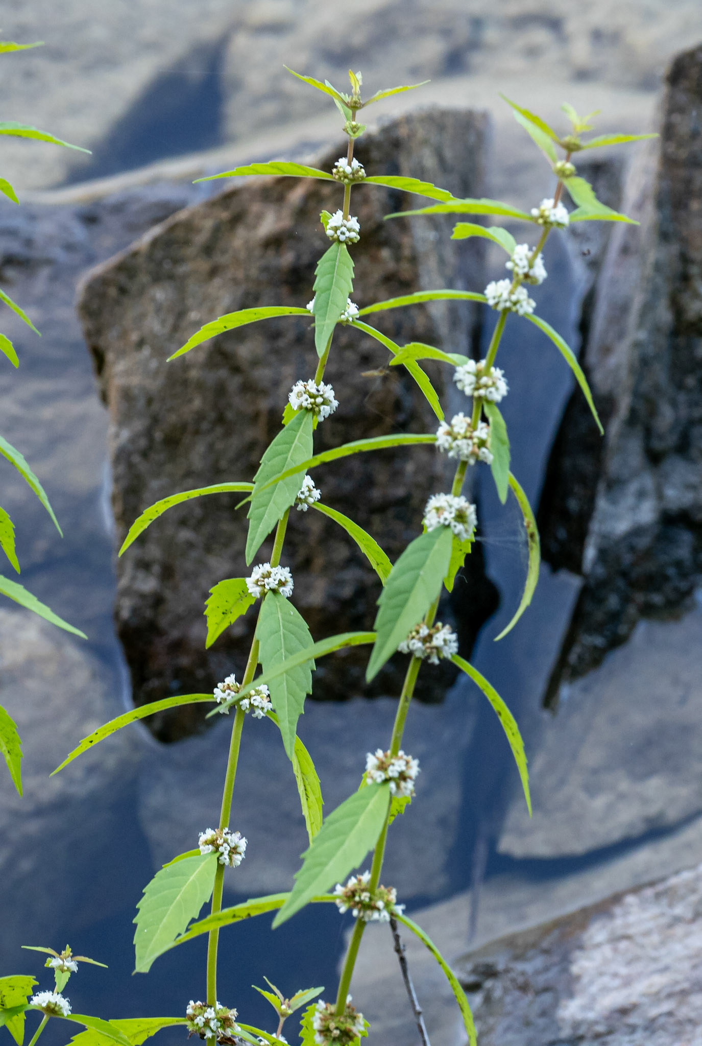 Northern water-horehound