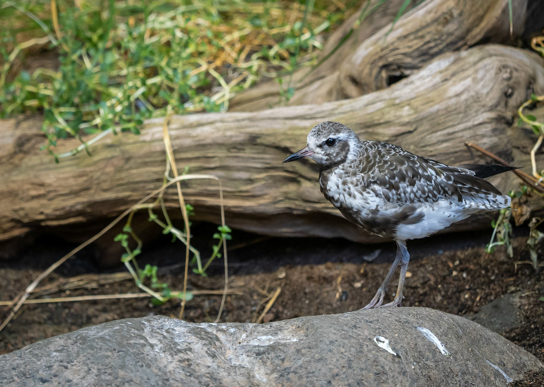 Black-bellied plover