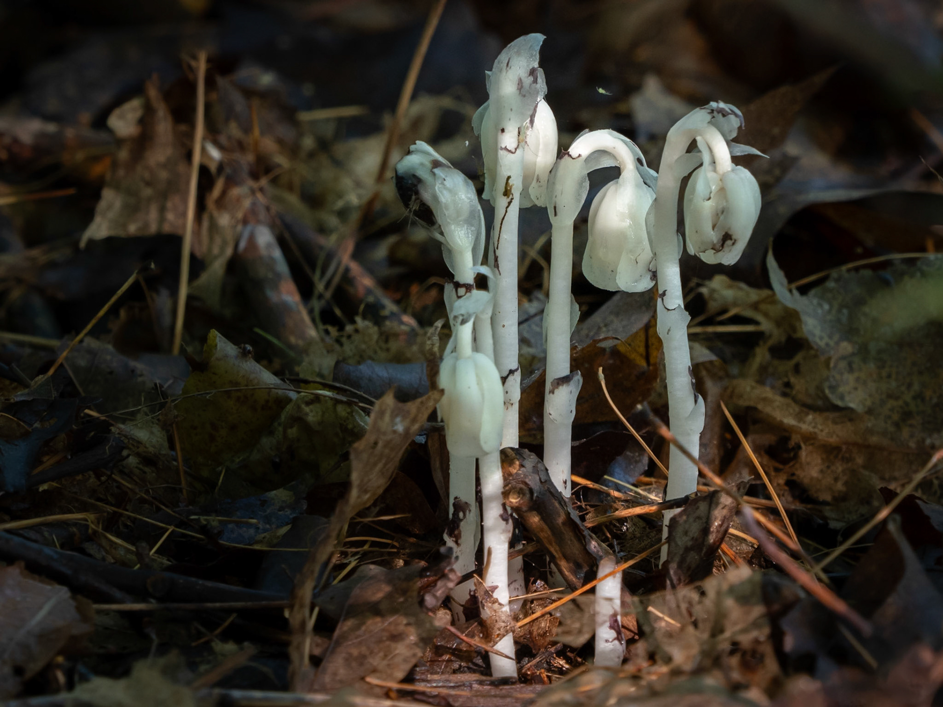 Indian pipe