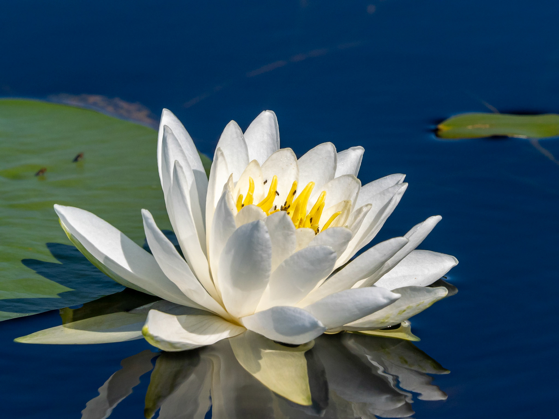 White Water Lily