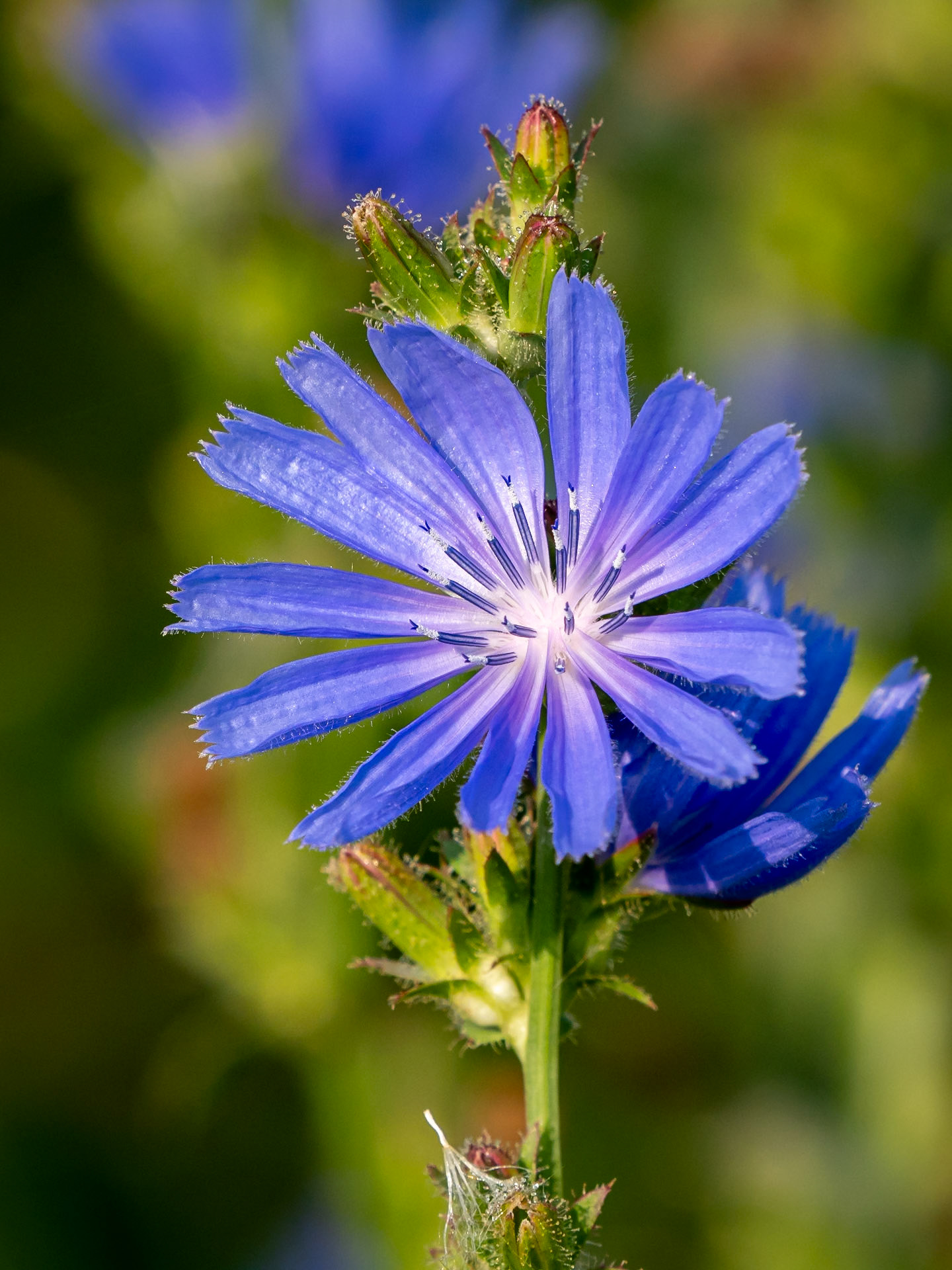 chicory
