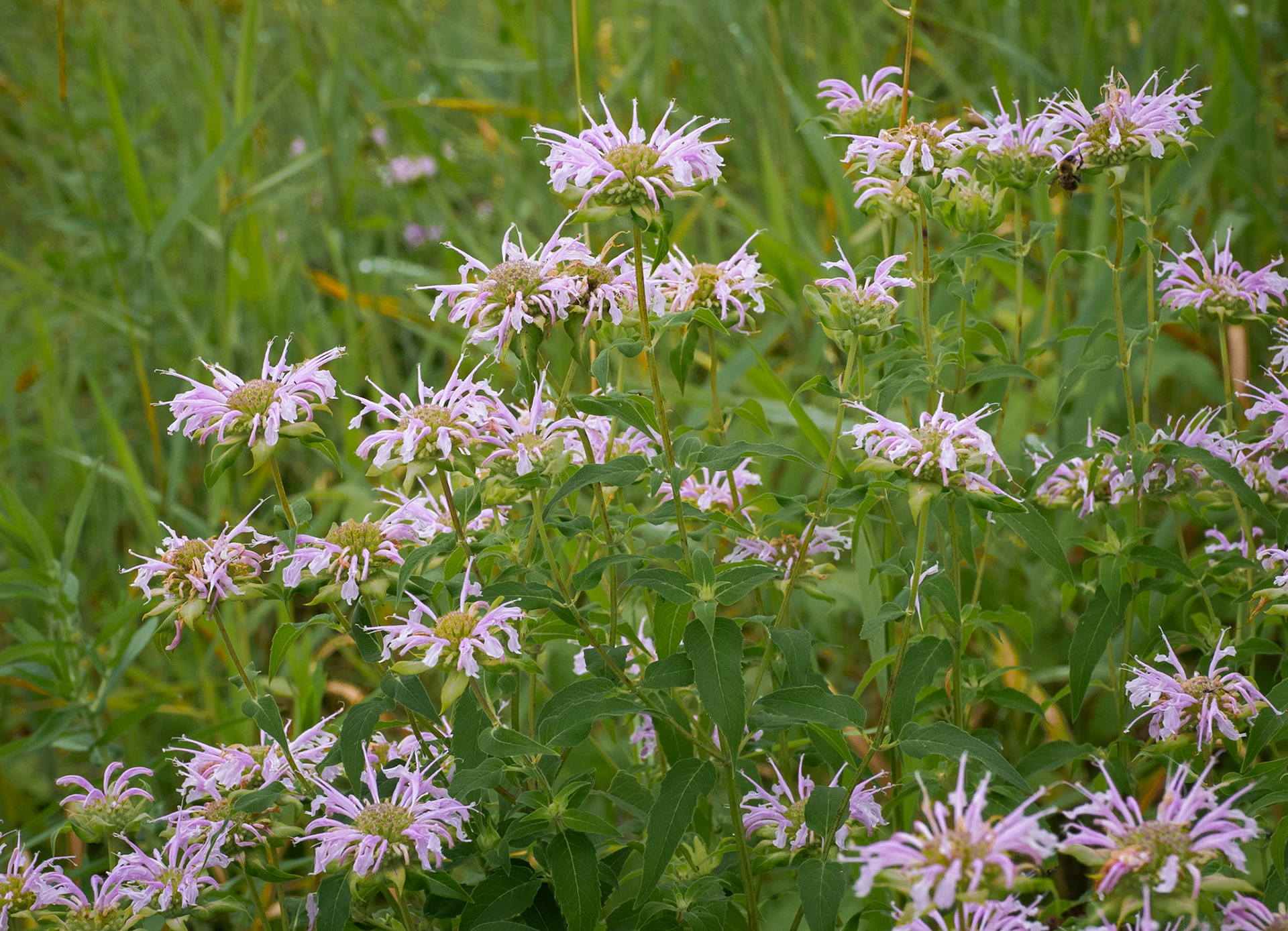 wild bergamot