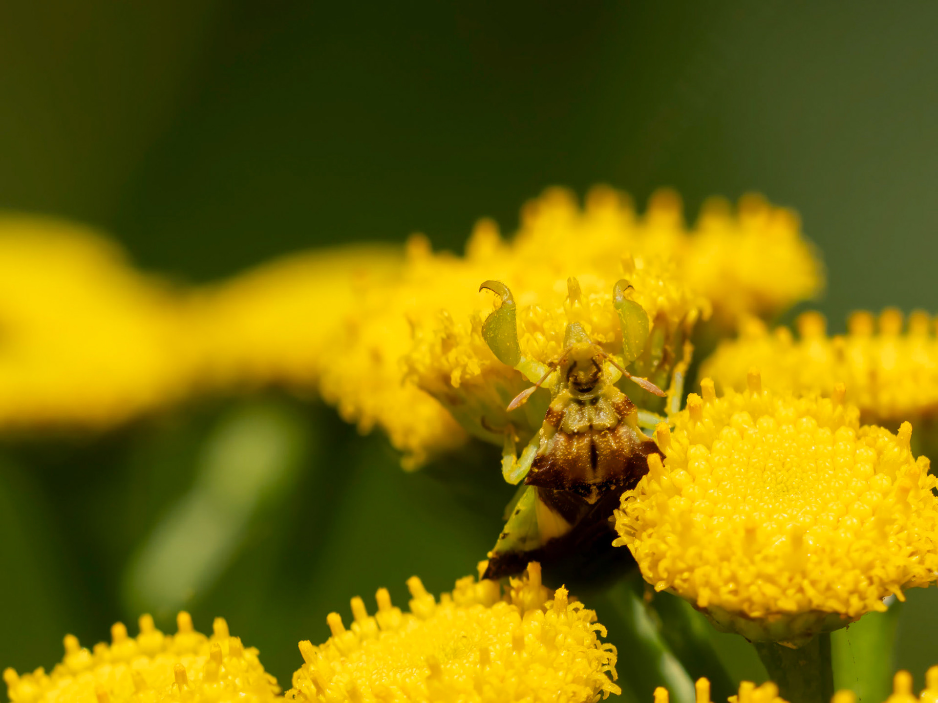 Ambush bug on tansy