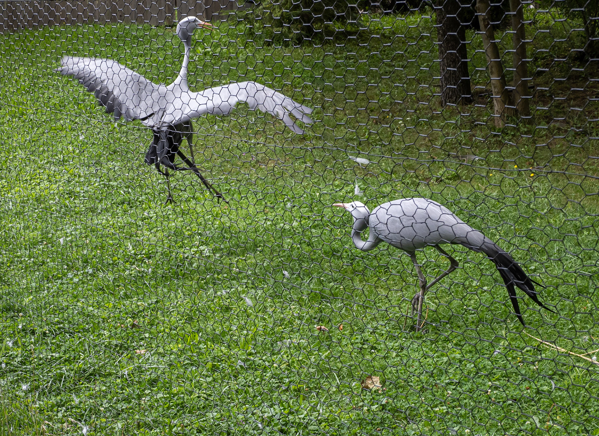 Blue cranes