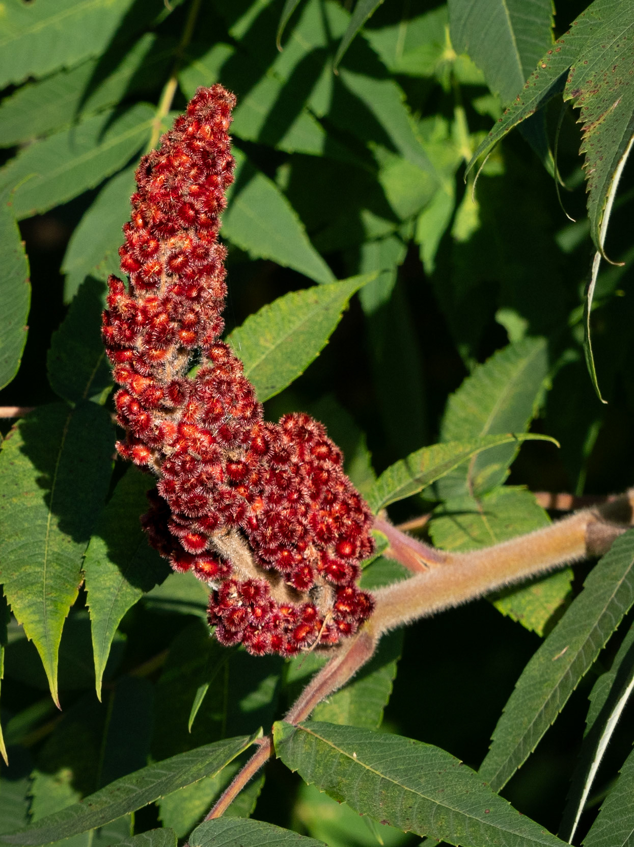 staghorn sumac