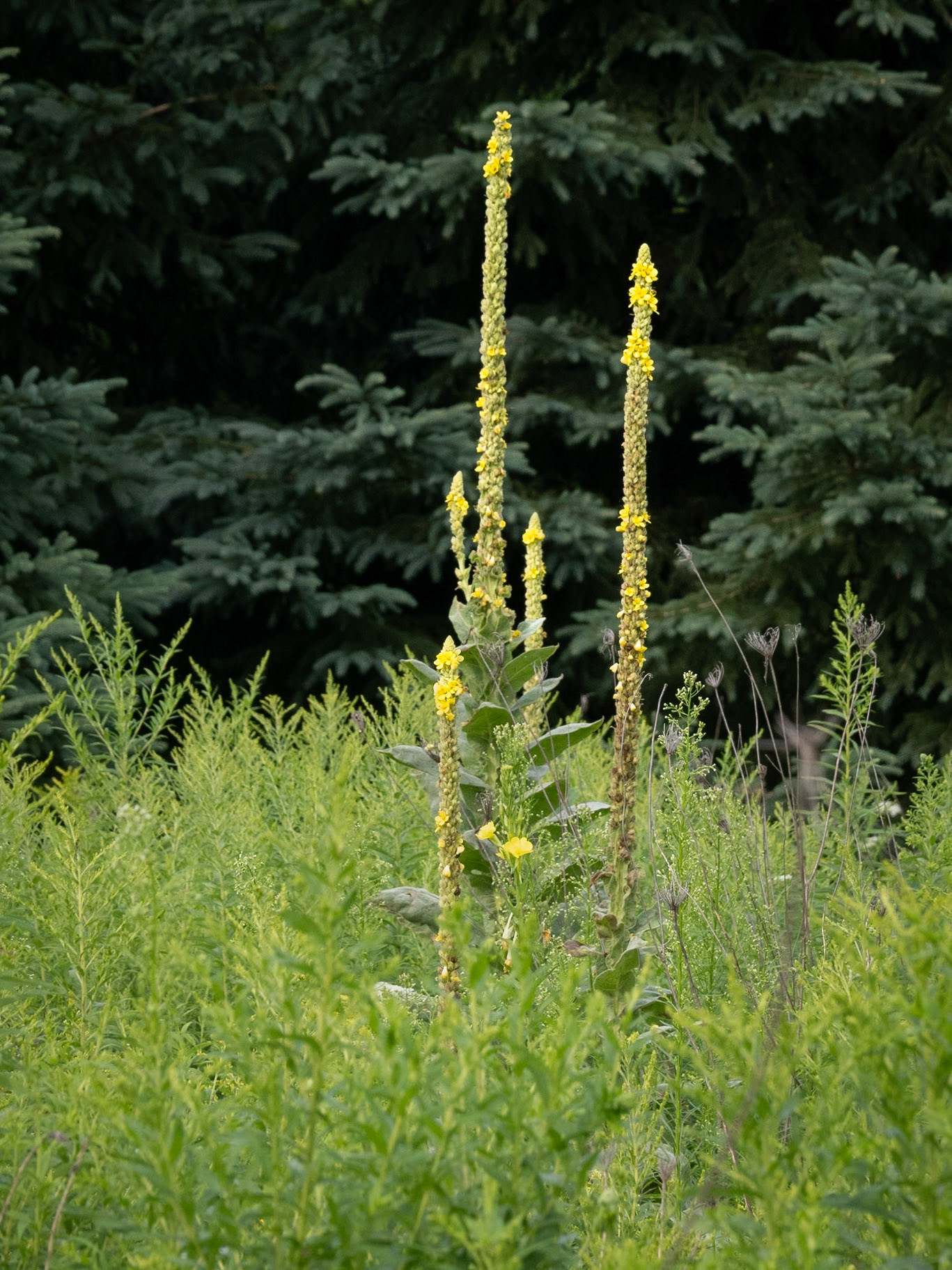 mullein