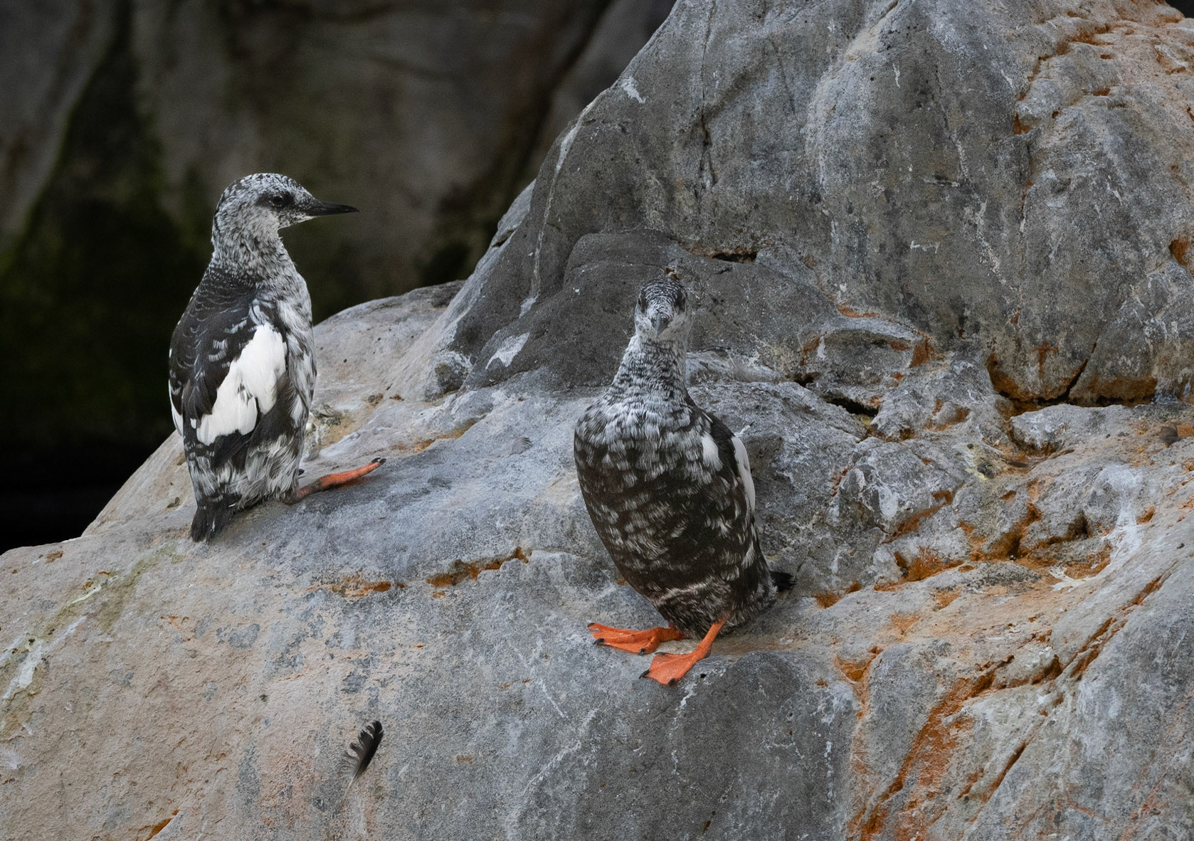 Black guillemots molting to winter plumage