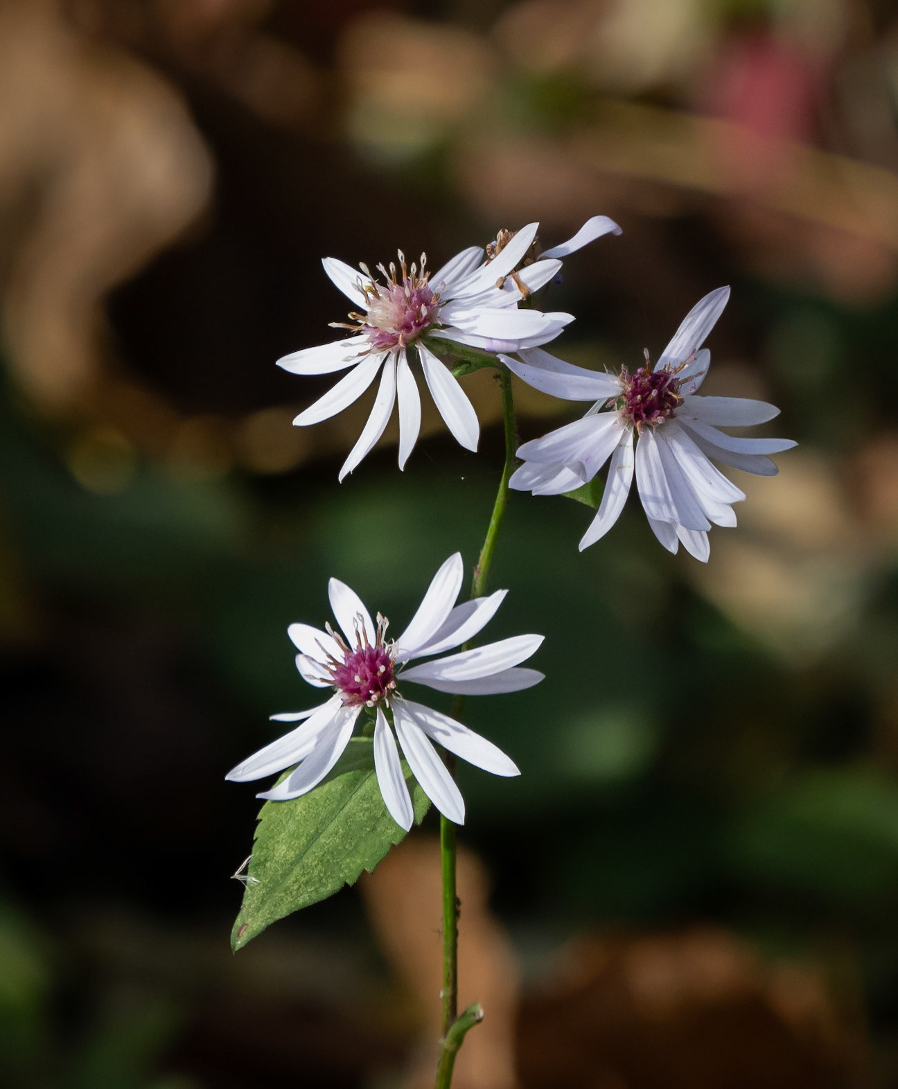 aster