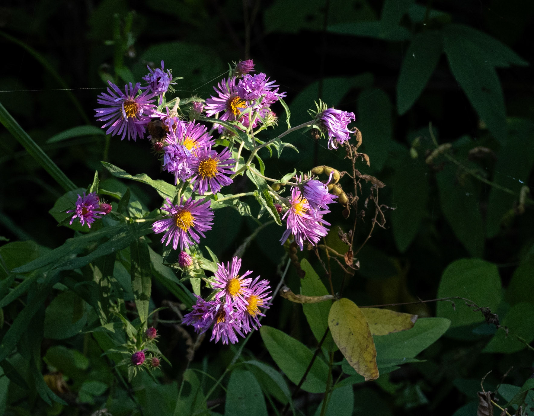 Fall asters