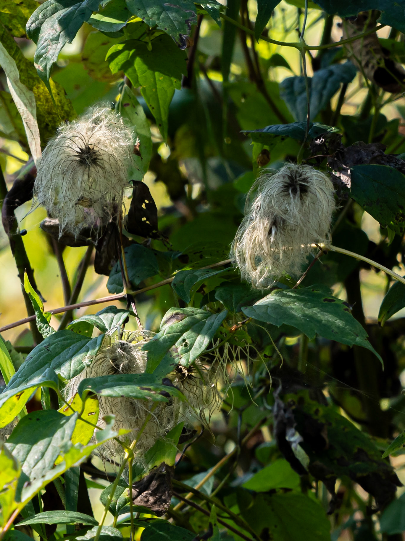 wild clematis