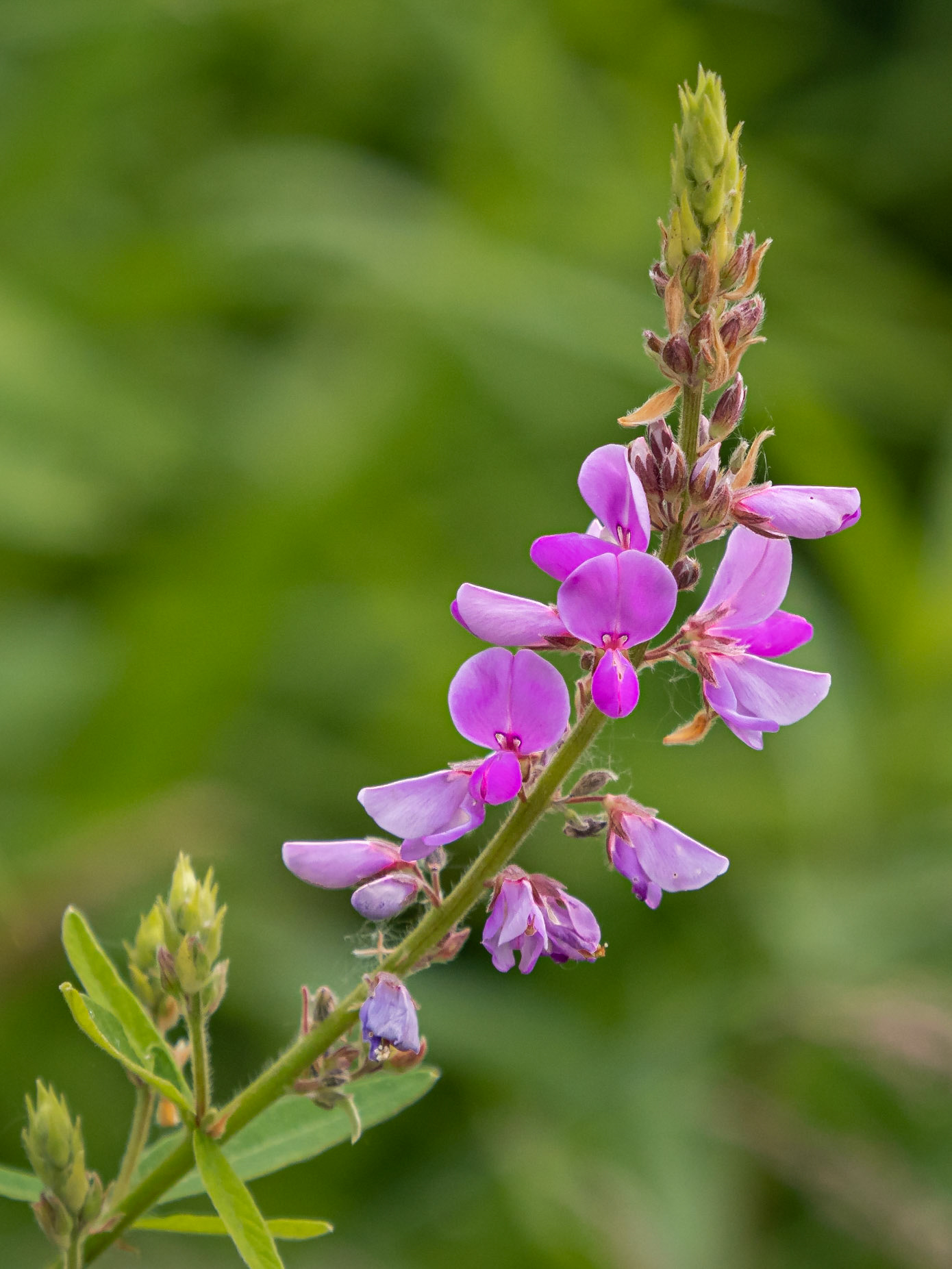 Showy tick-trefoil