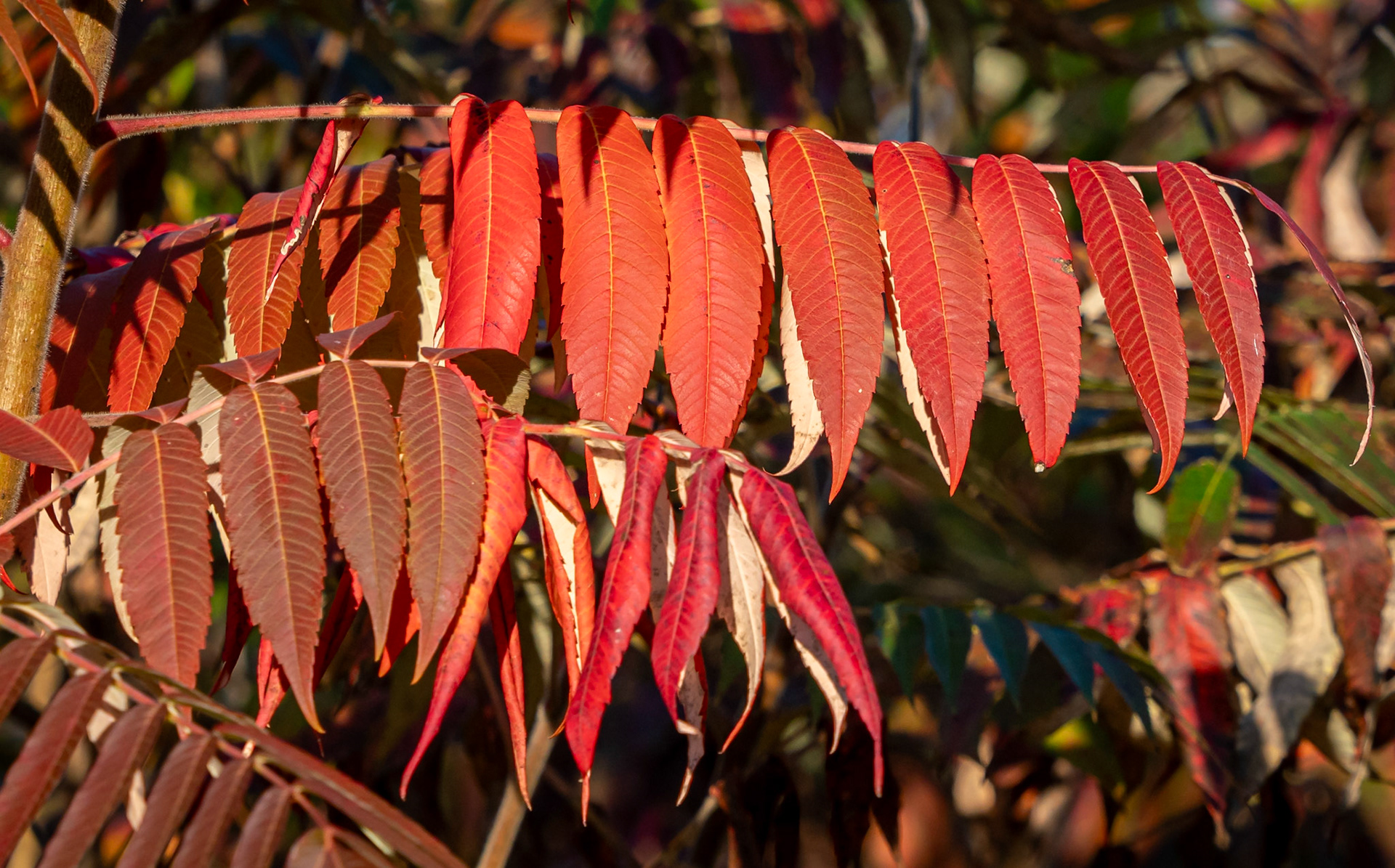 sumac
