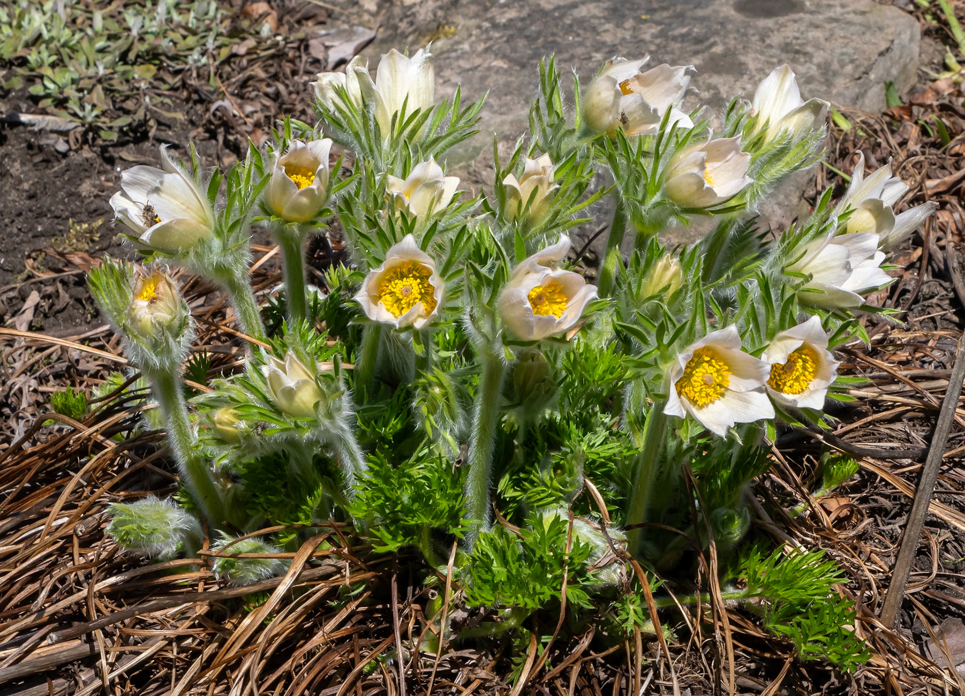 Pasque flower