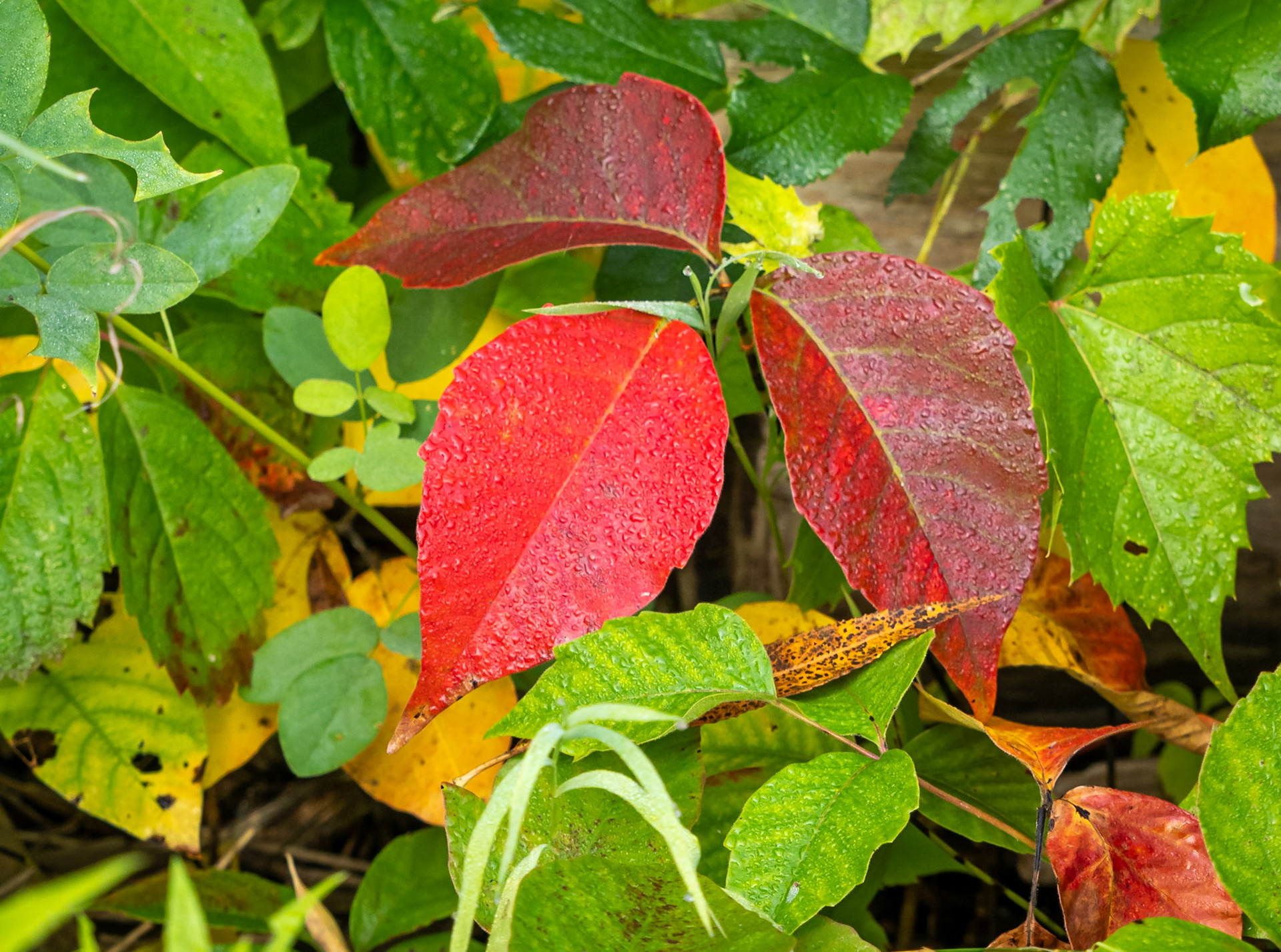 Poison ivy