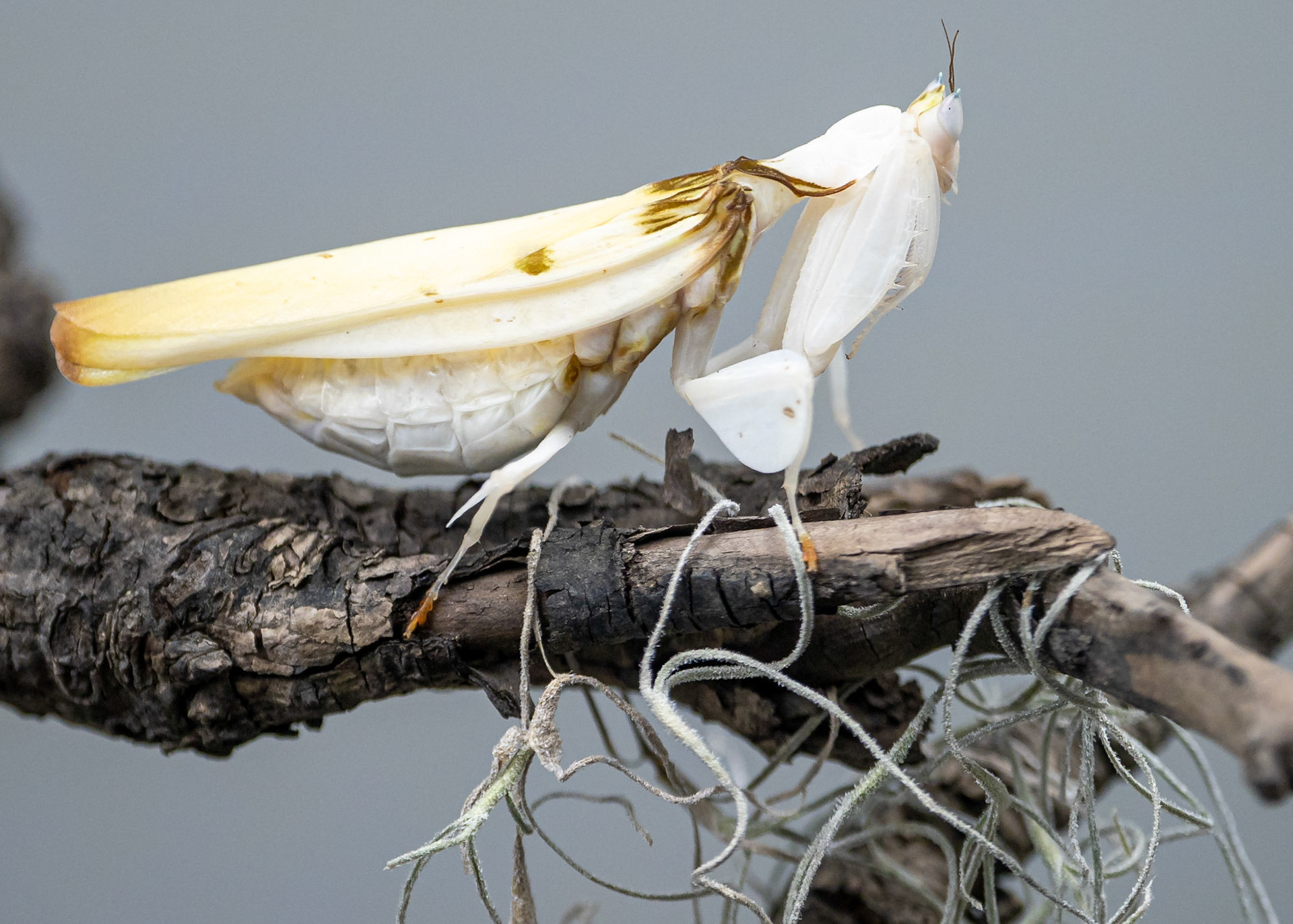 Orchid mantis from SE Asia