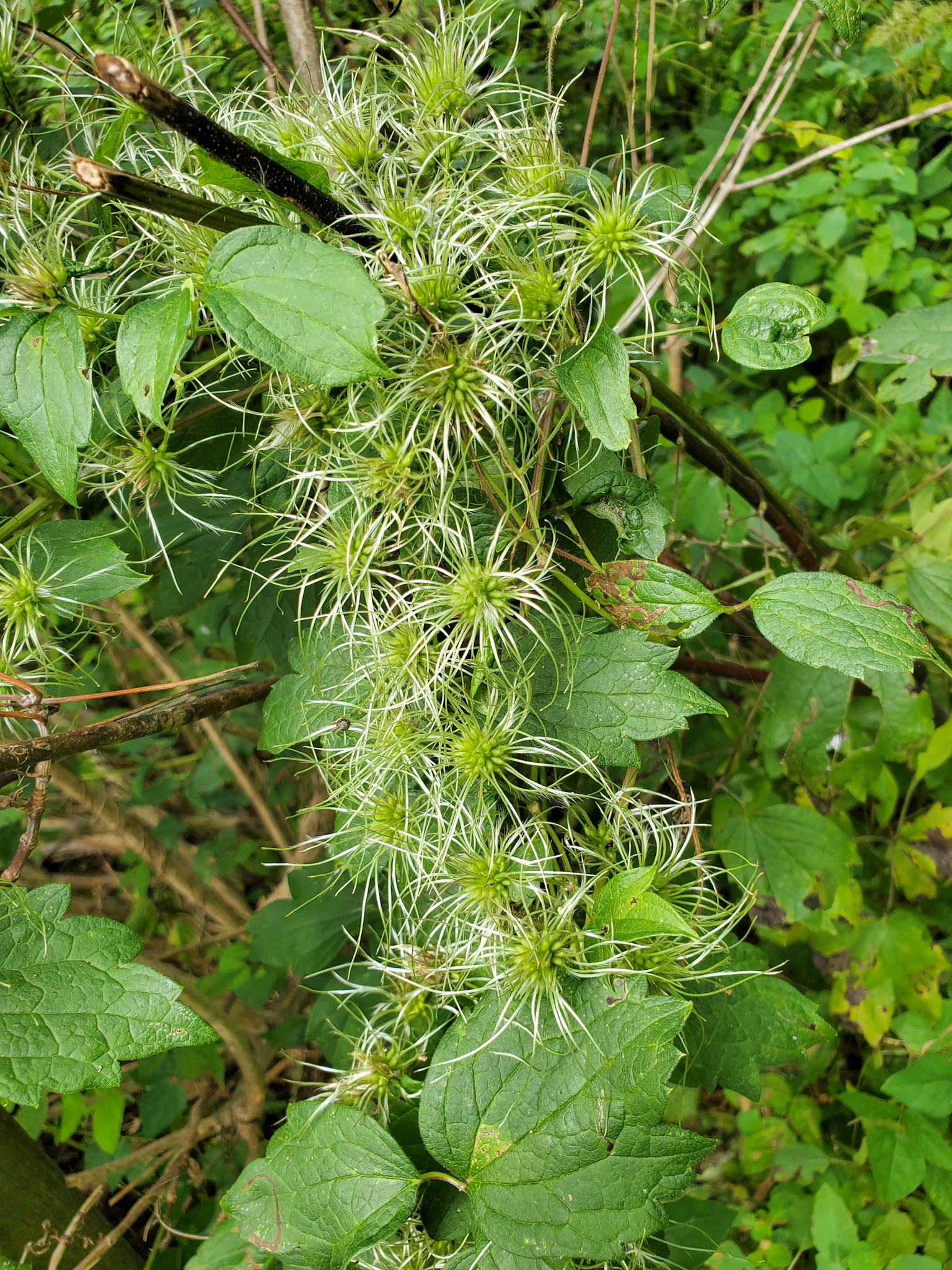 Virgin's bower (clematis)