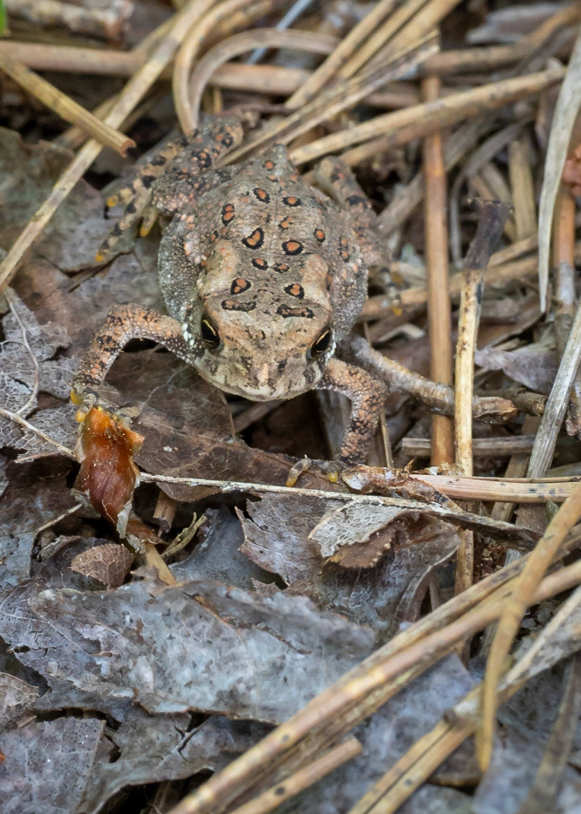 Toad