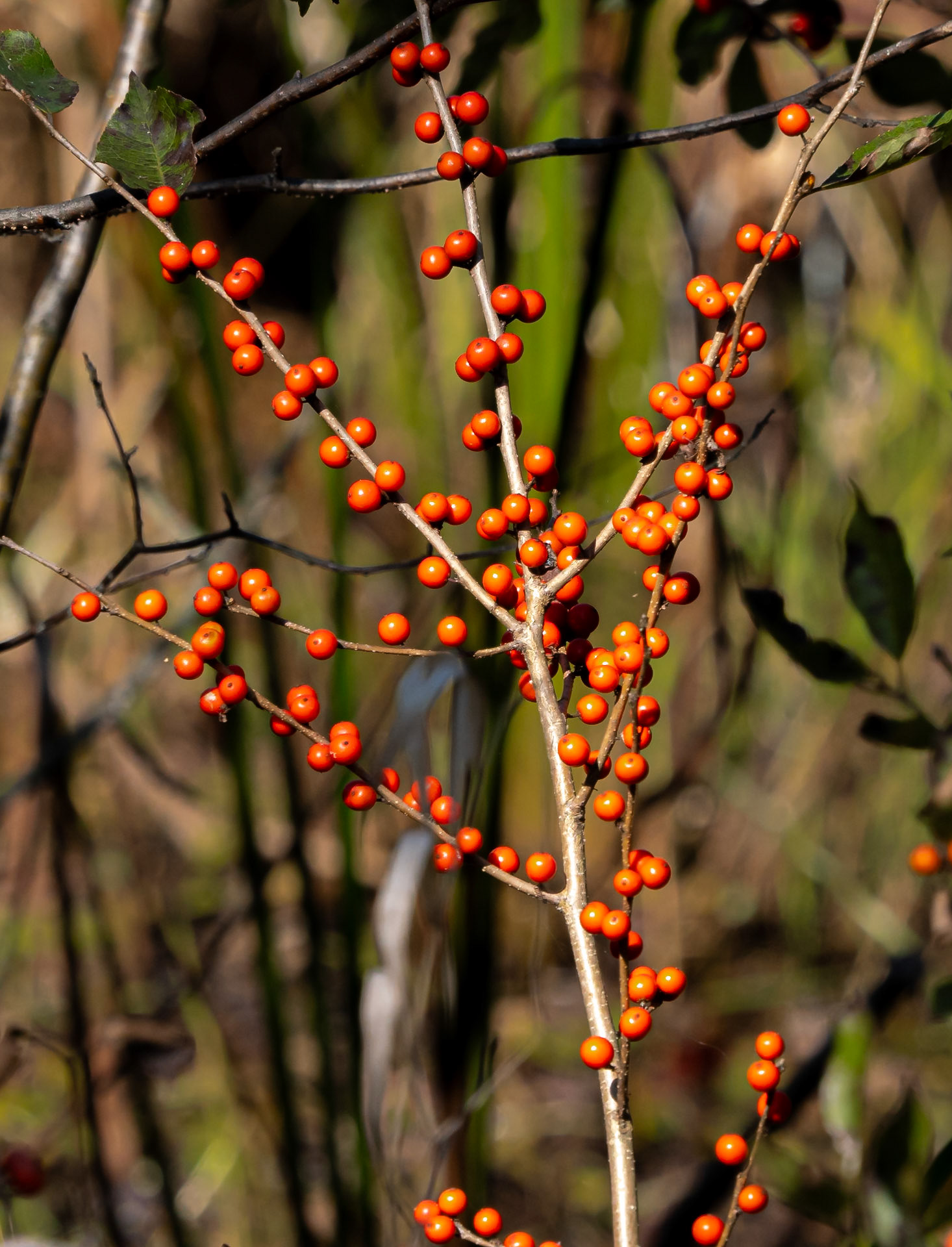 winterberry holly
