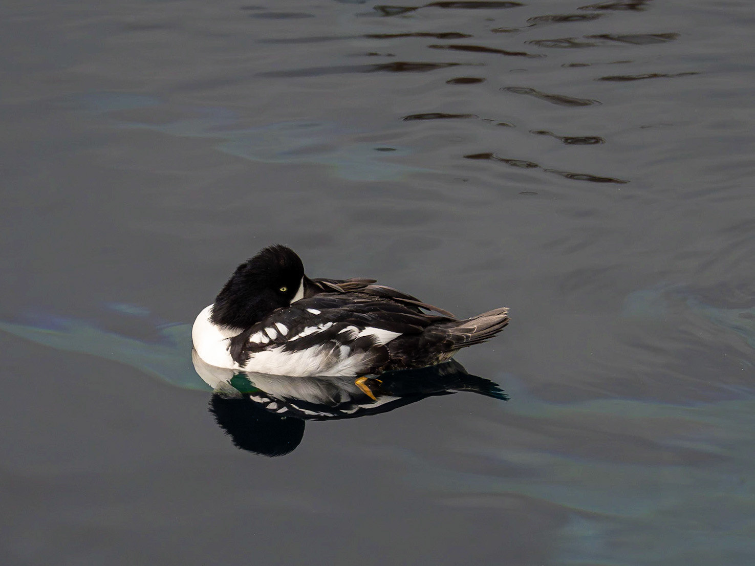 Barrow's goldeneye duck