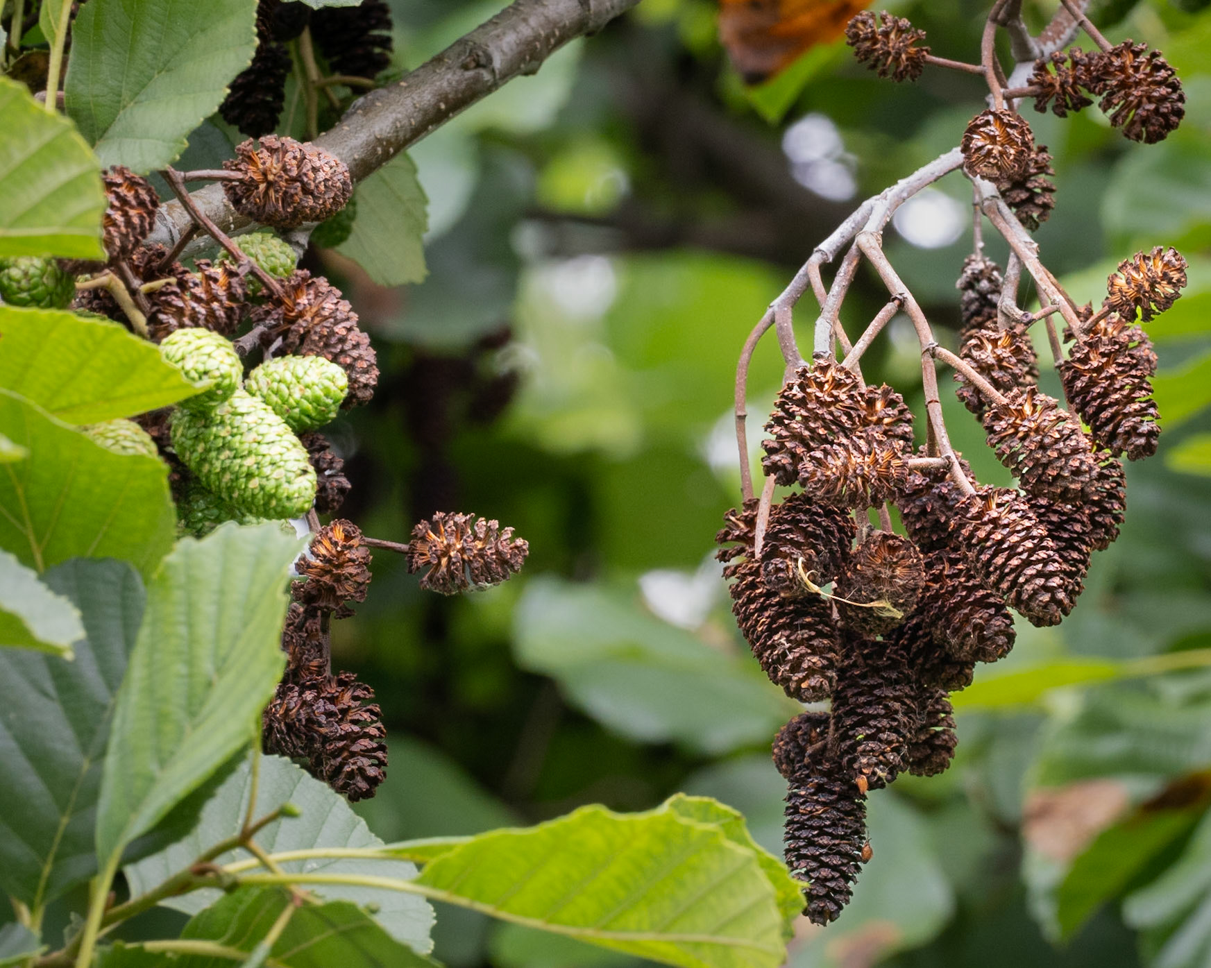 alder