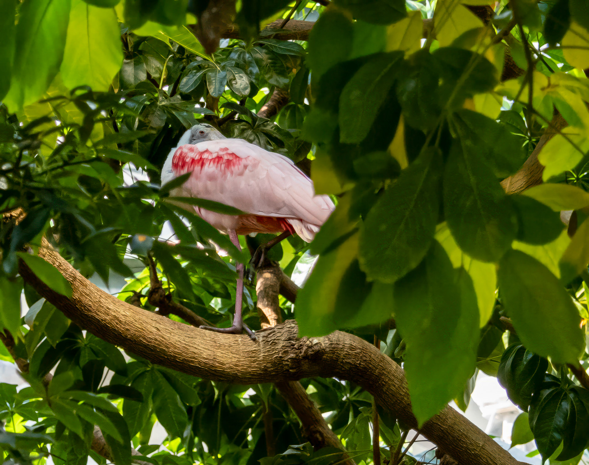 Roseate spoonbill