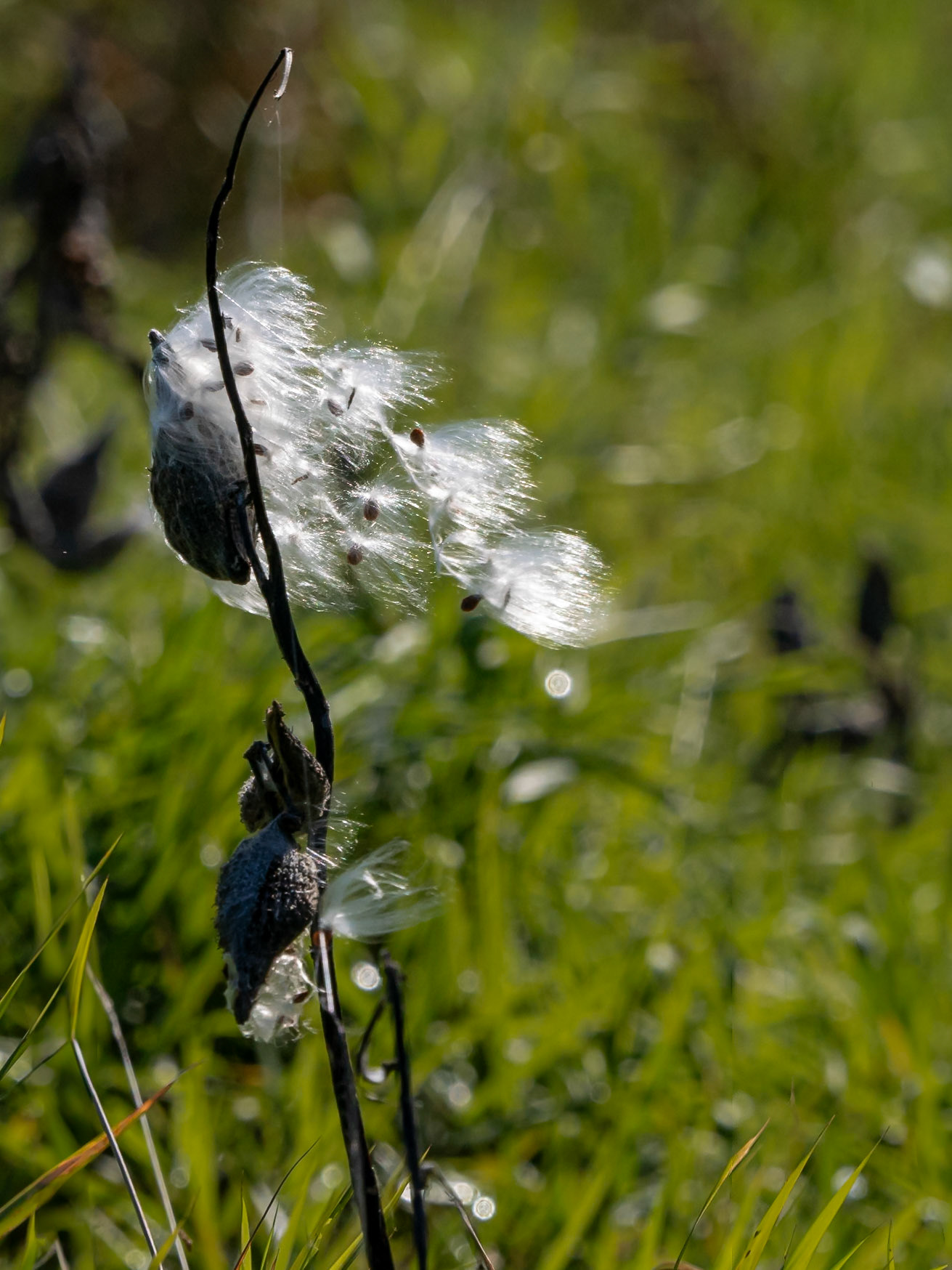 milkweed seed