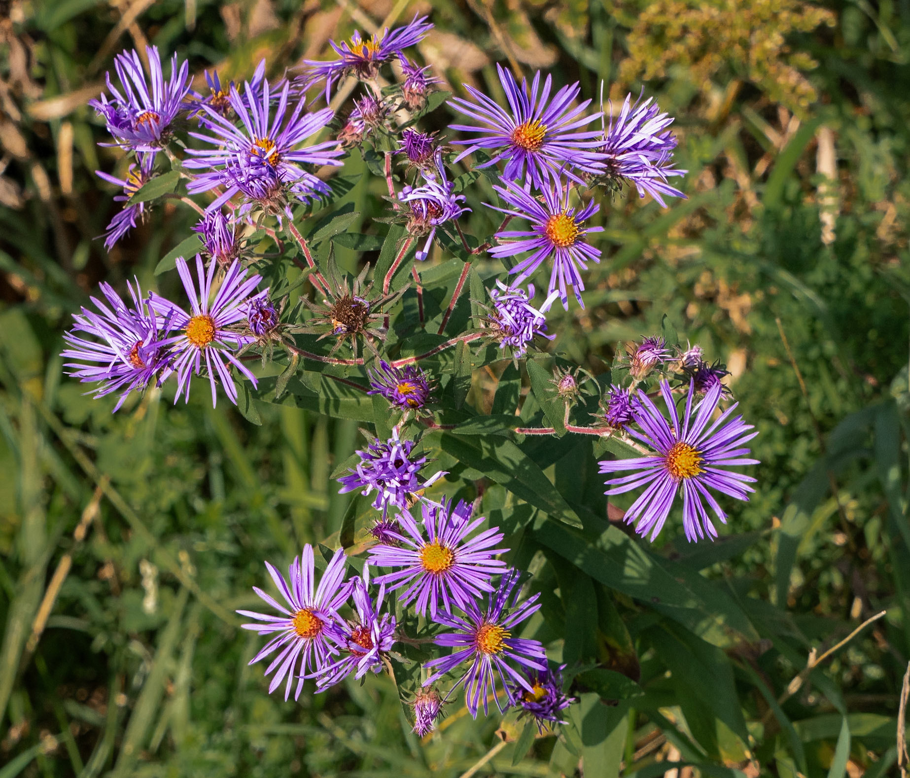 fall aster