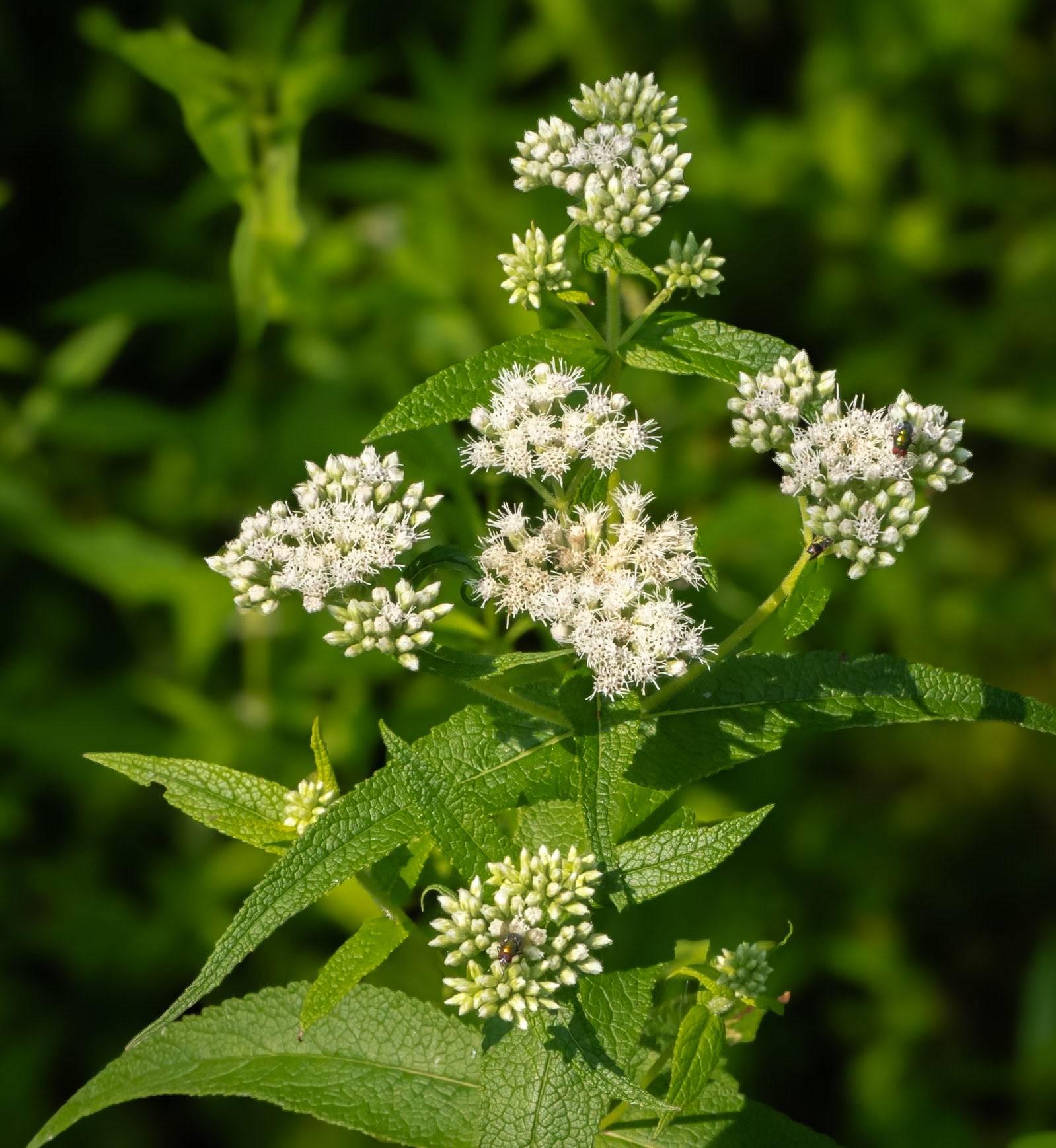 boneset