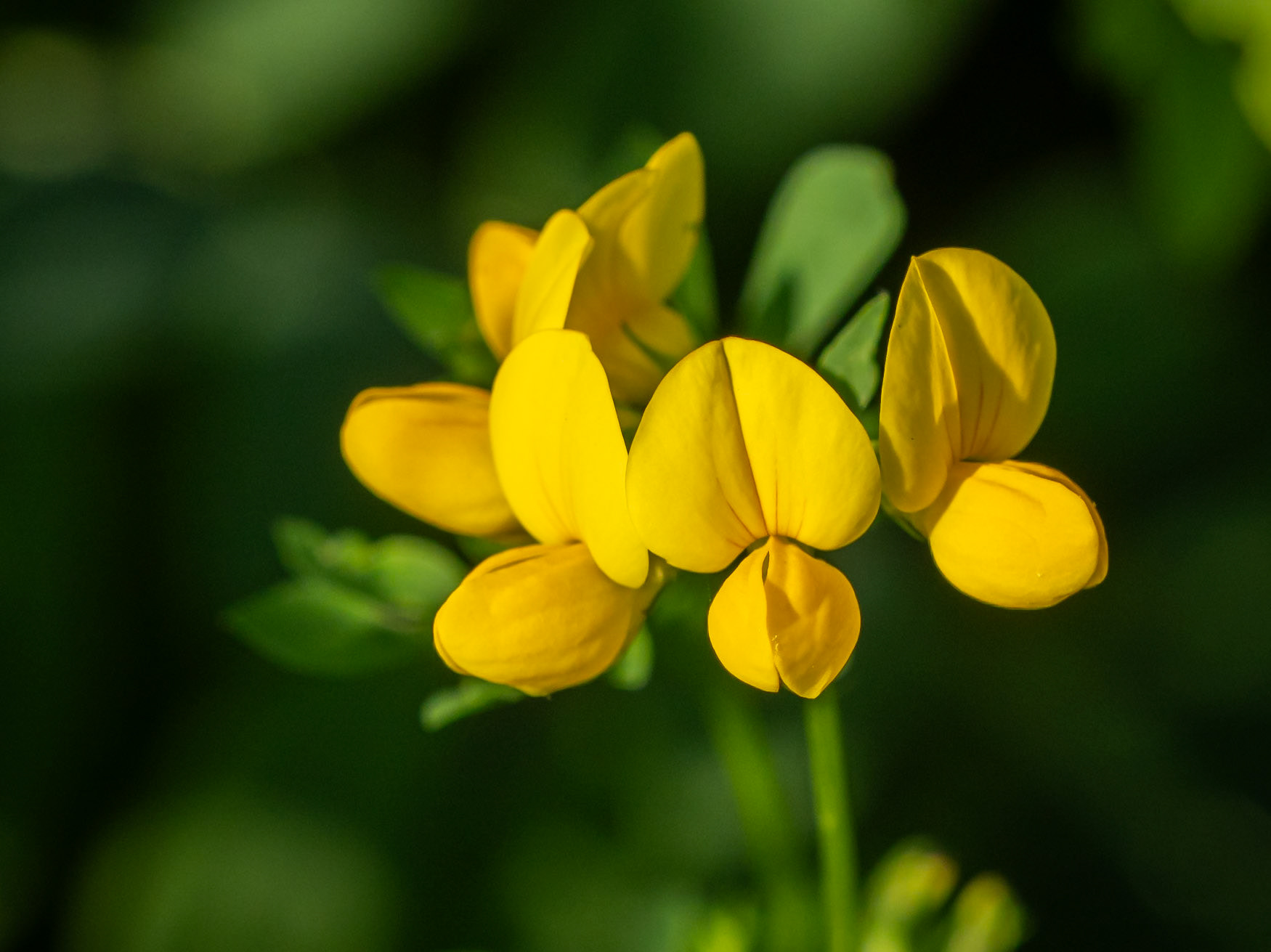 birdsfoot trefoil