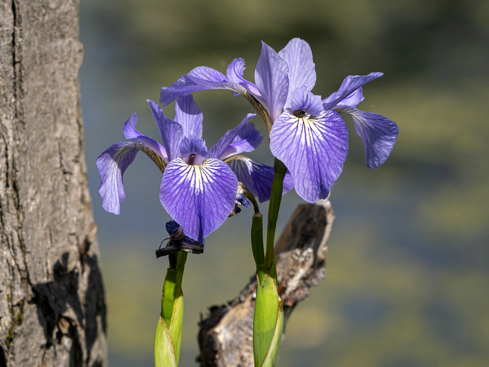 Blue Flag