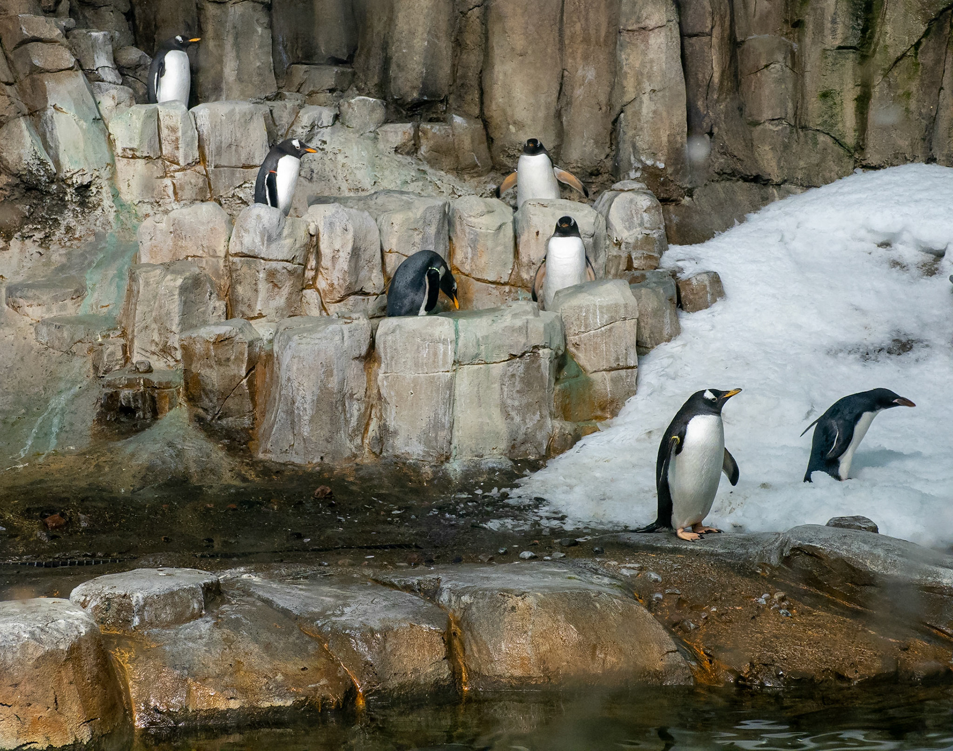 Gentoo