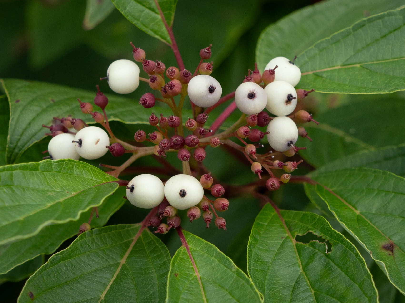 dogwood