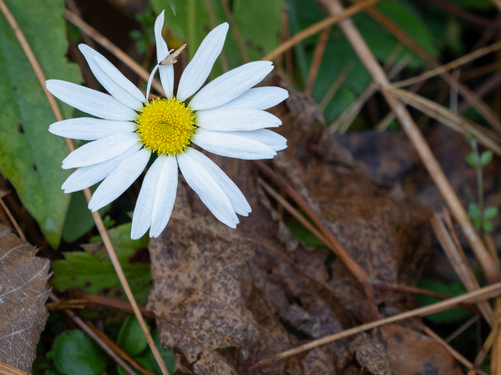 daisy