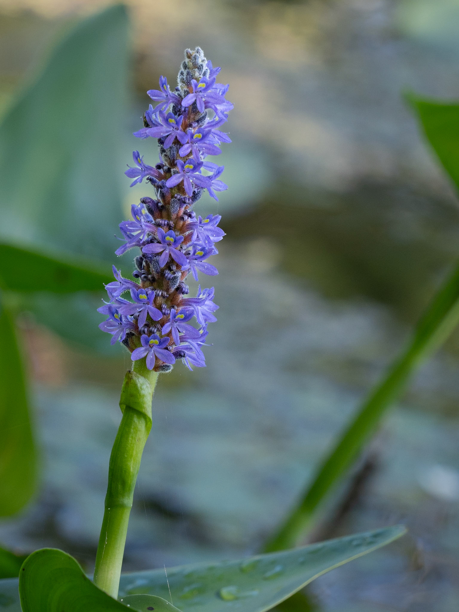 pickerel weed