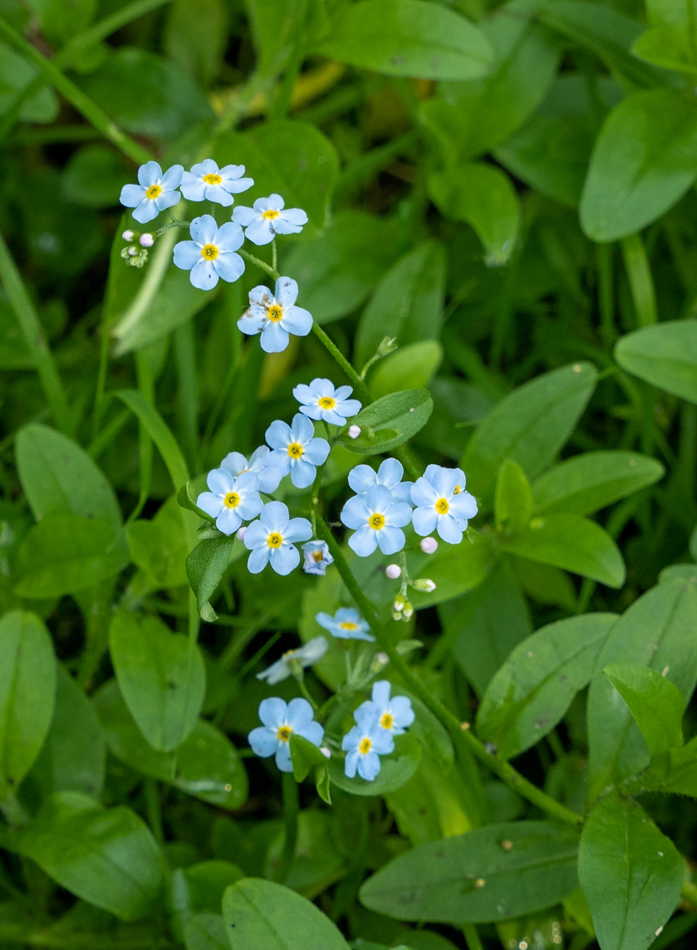 Forget-me-nots