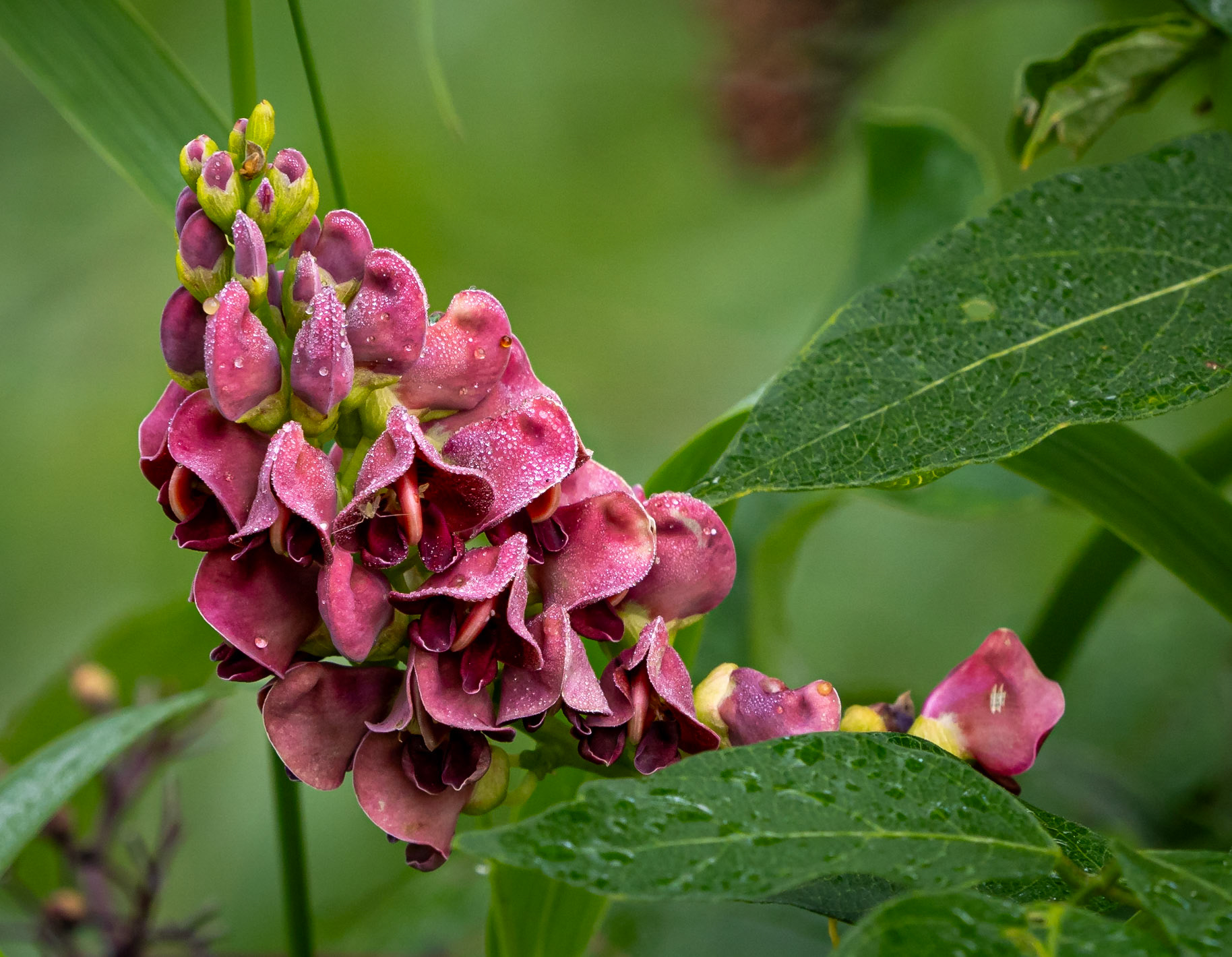 Groundnut