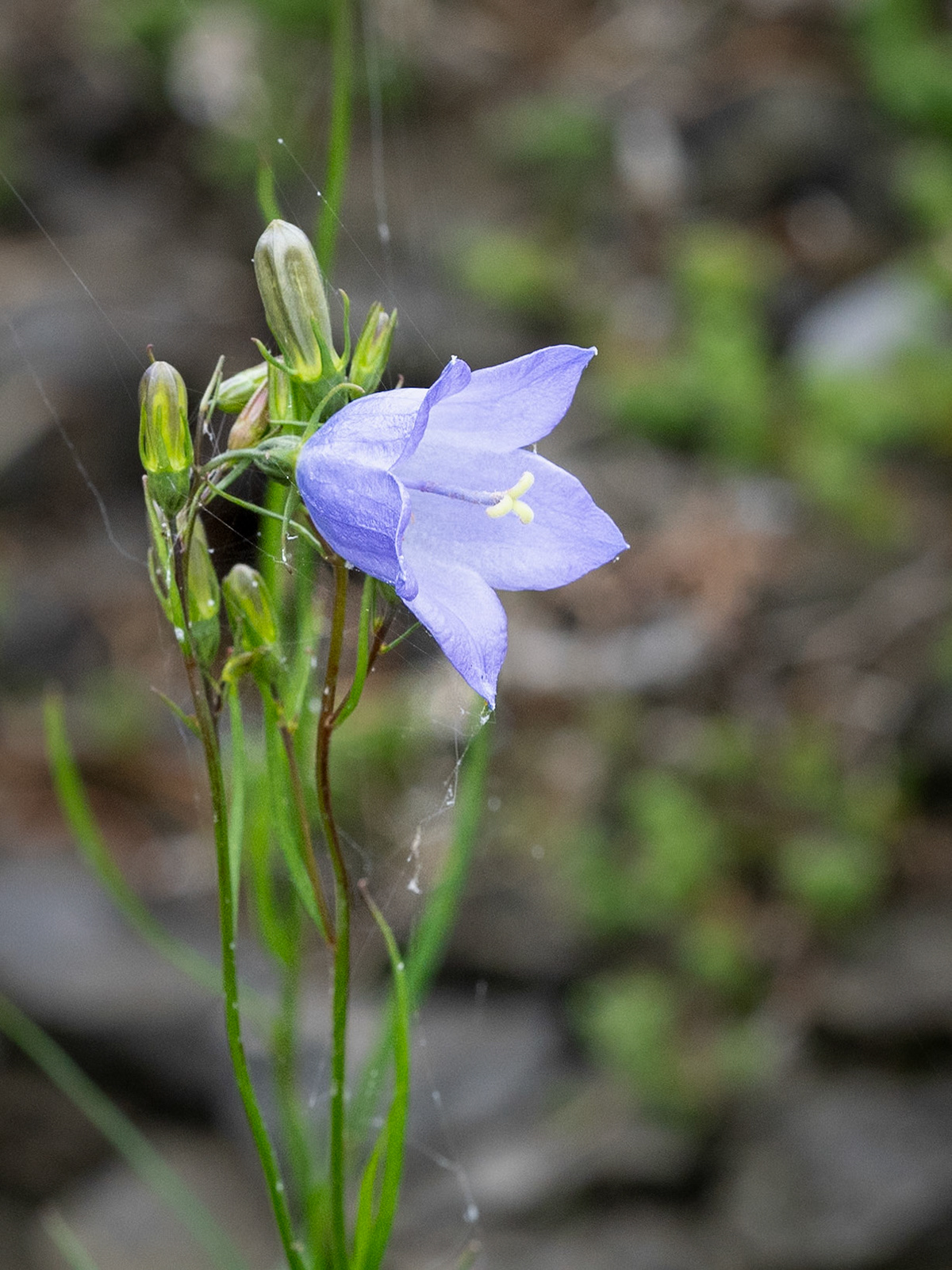 harebell